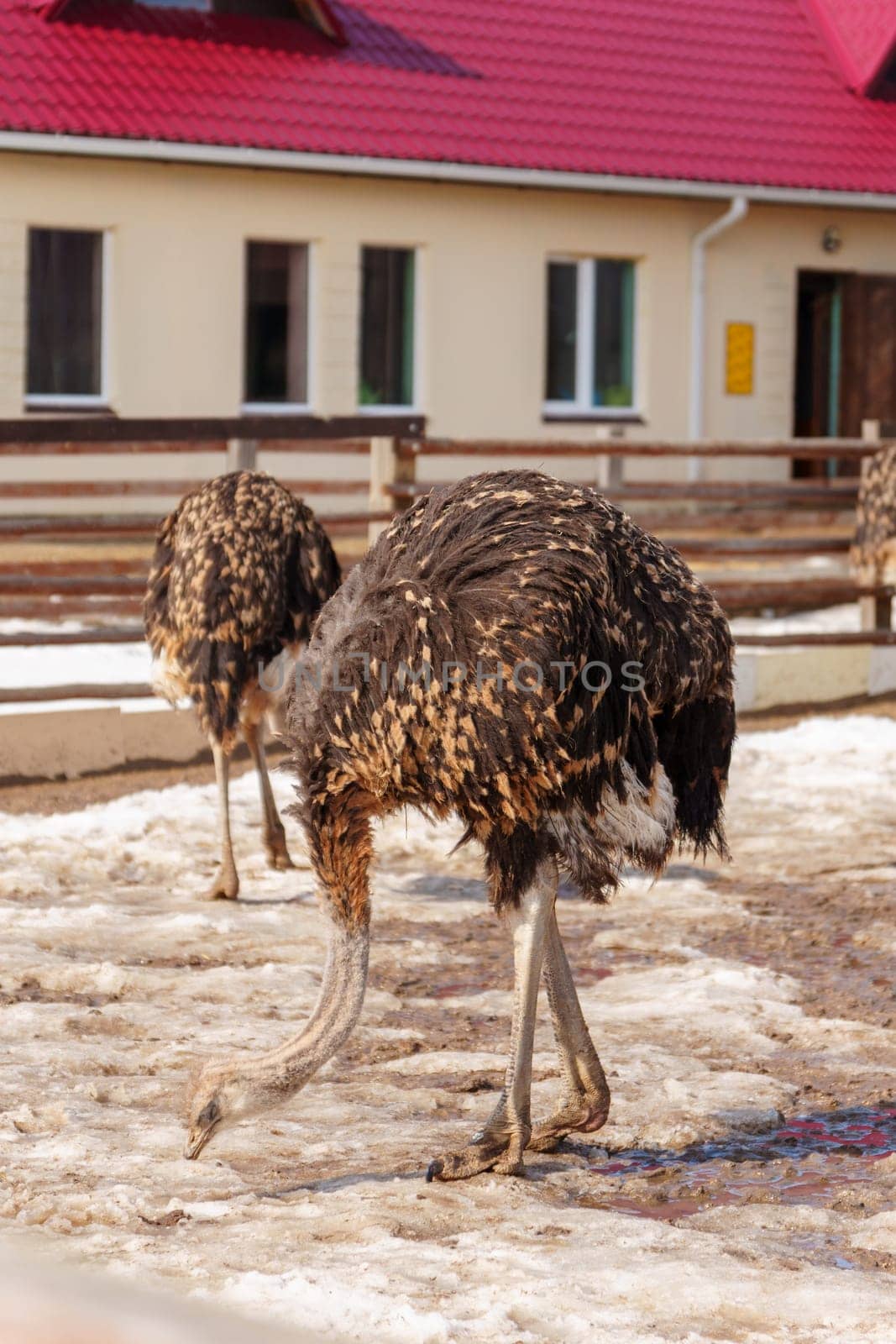 Ostrich is standing in a pen on an ostrich farm, with a barn visible in the background. Vertical photo