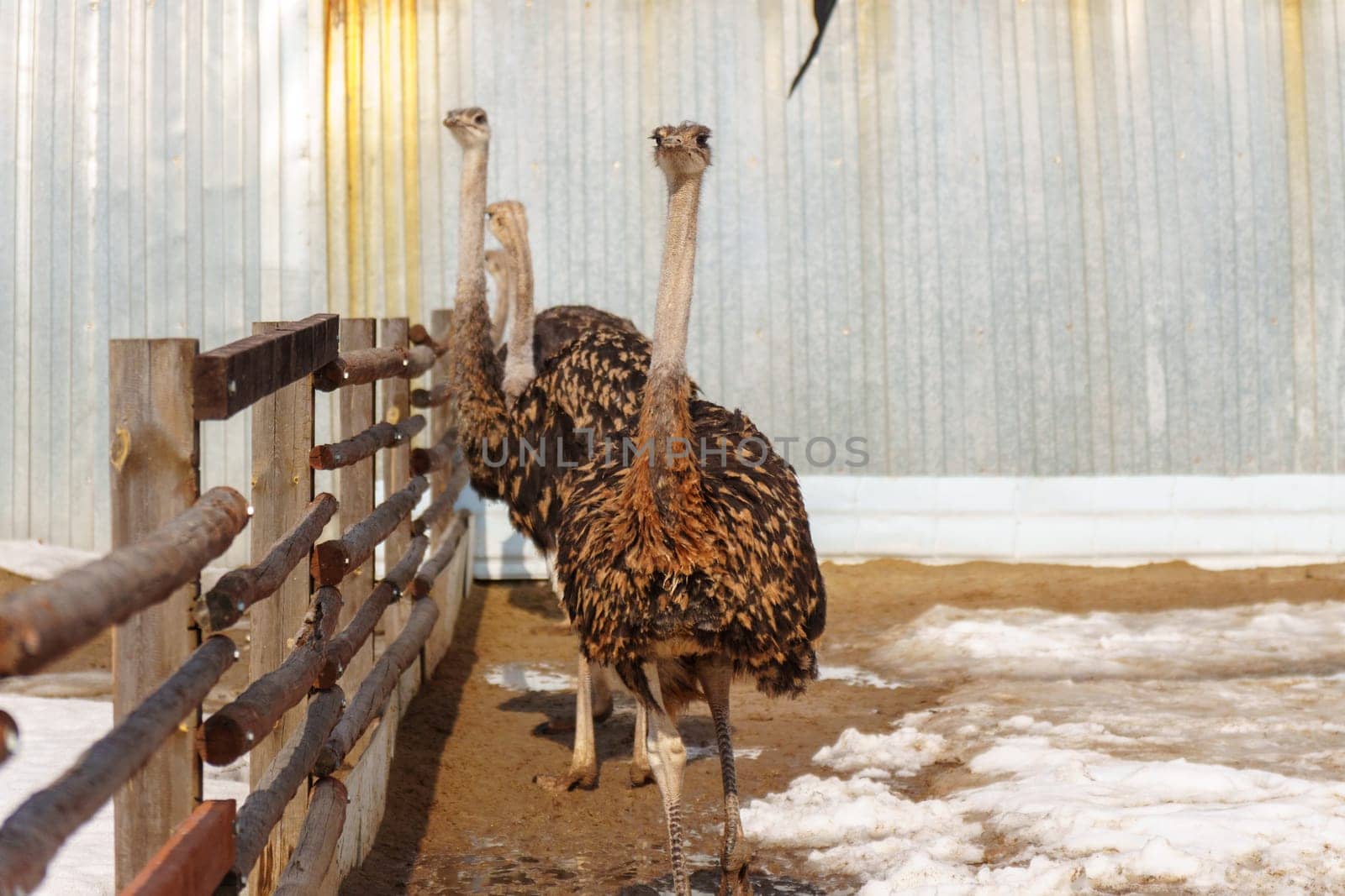Ostriches standing inside a barn on an ostrich farm, surrounded by rustic wooden