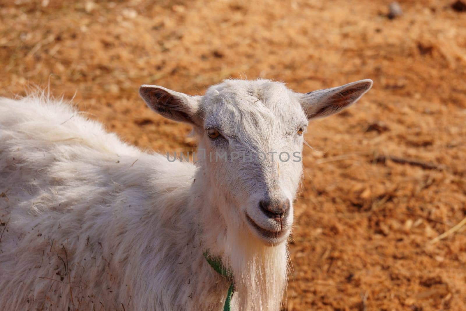 Goat close up stands gracefully on a tall pile of golden hay, surveying its surroundings with curiosity and poise.