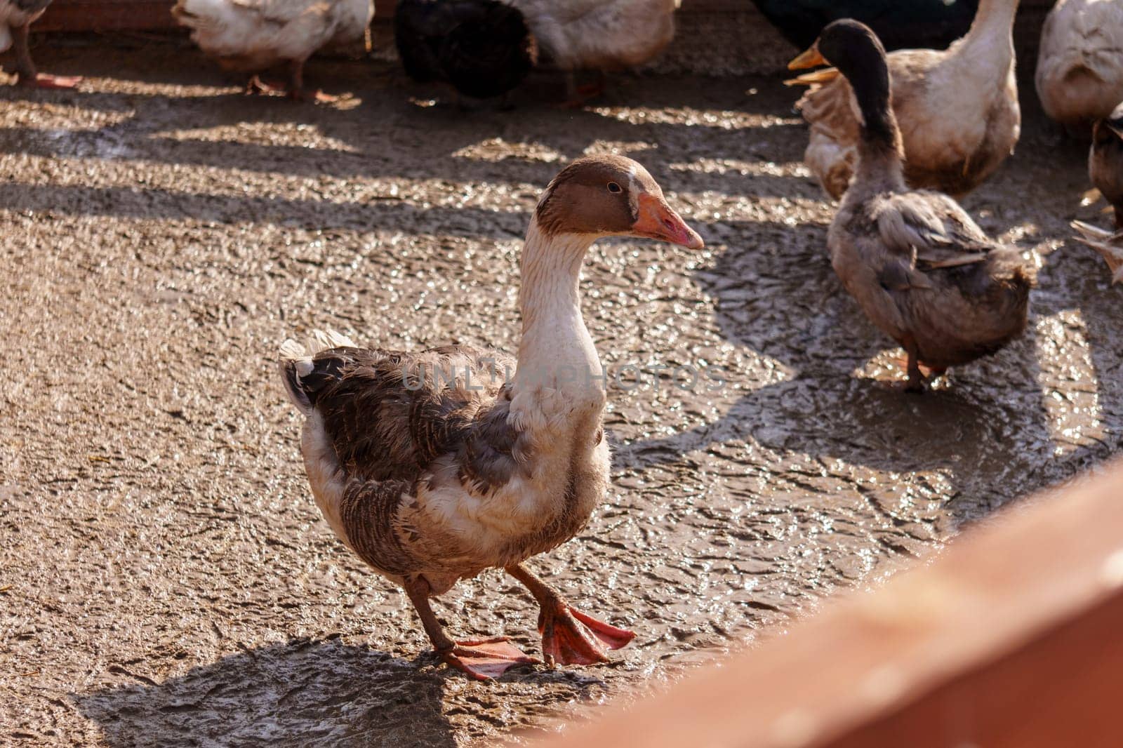 Geese Strutting on a Rustic Farmstead harmonious scene. Selective focus