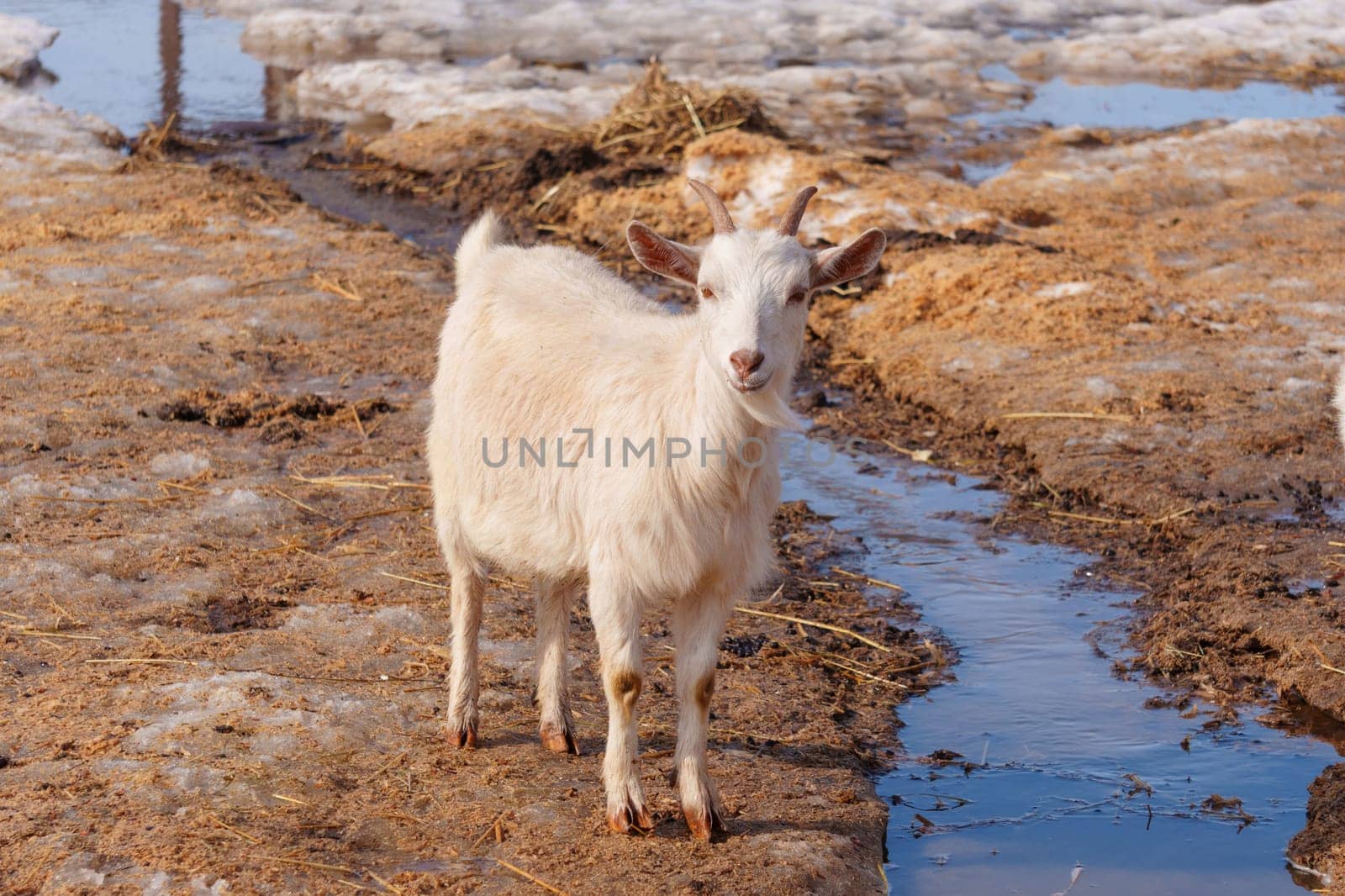 Goats seem at ease, peacefully grazing and exploring their surroundings.
