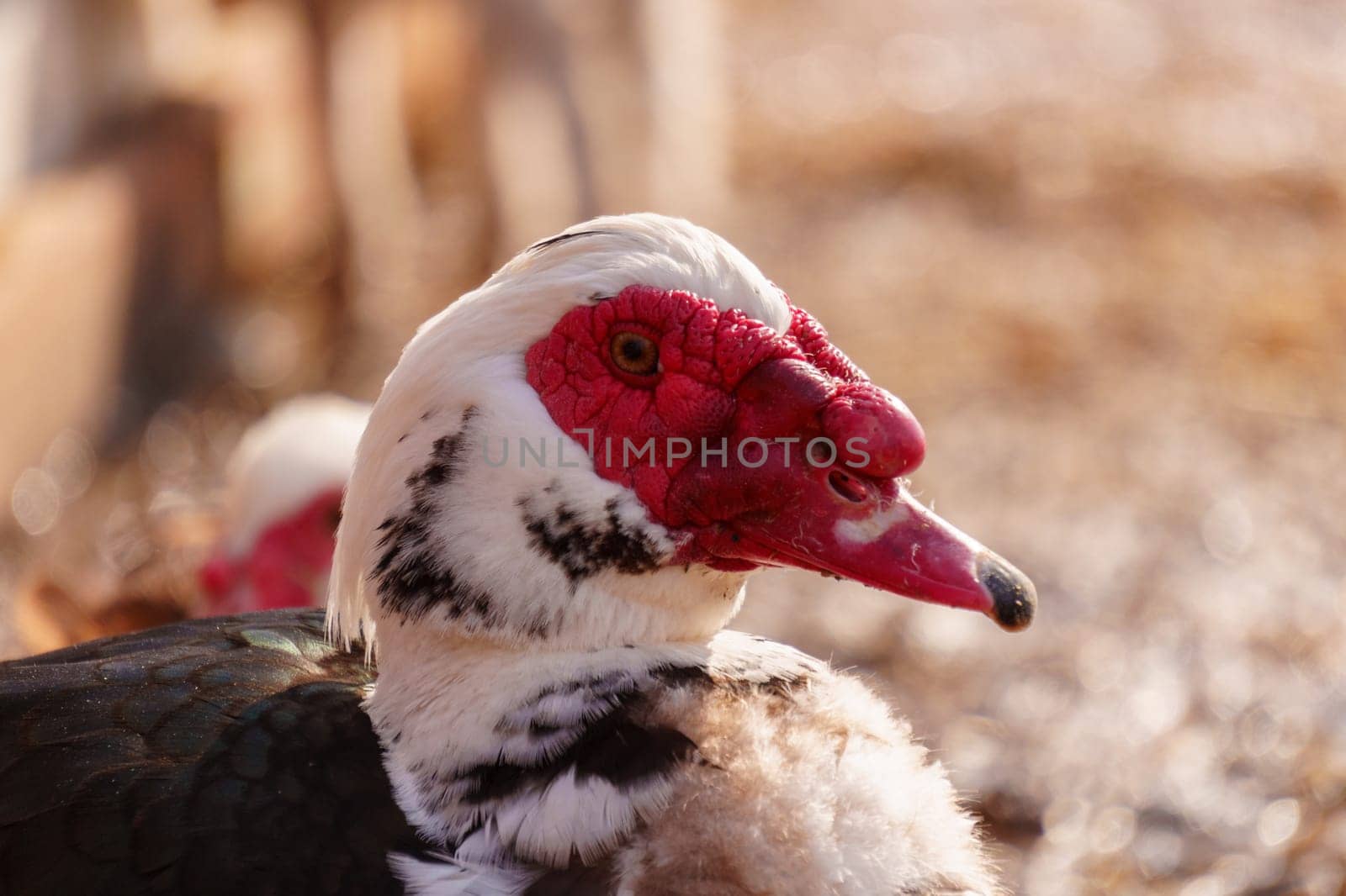 Musky black and white duck on a farm, showcasing its unique coloring in a rural setting.