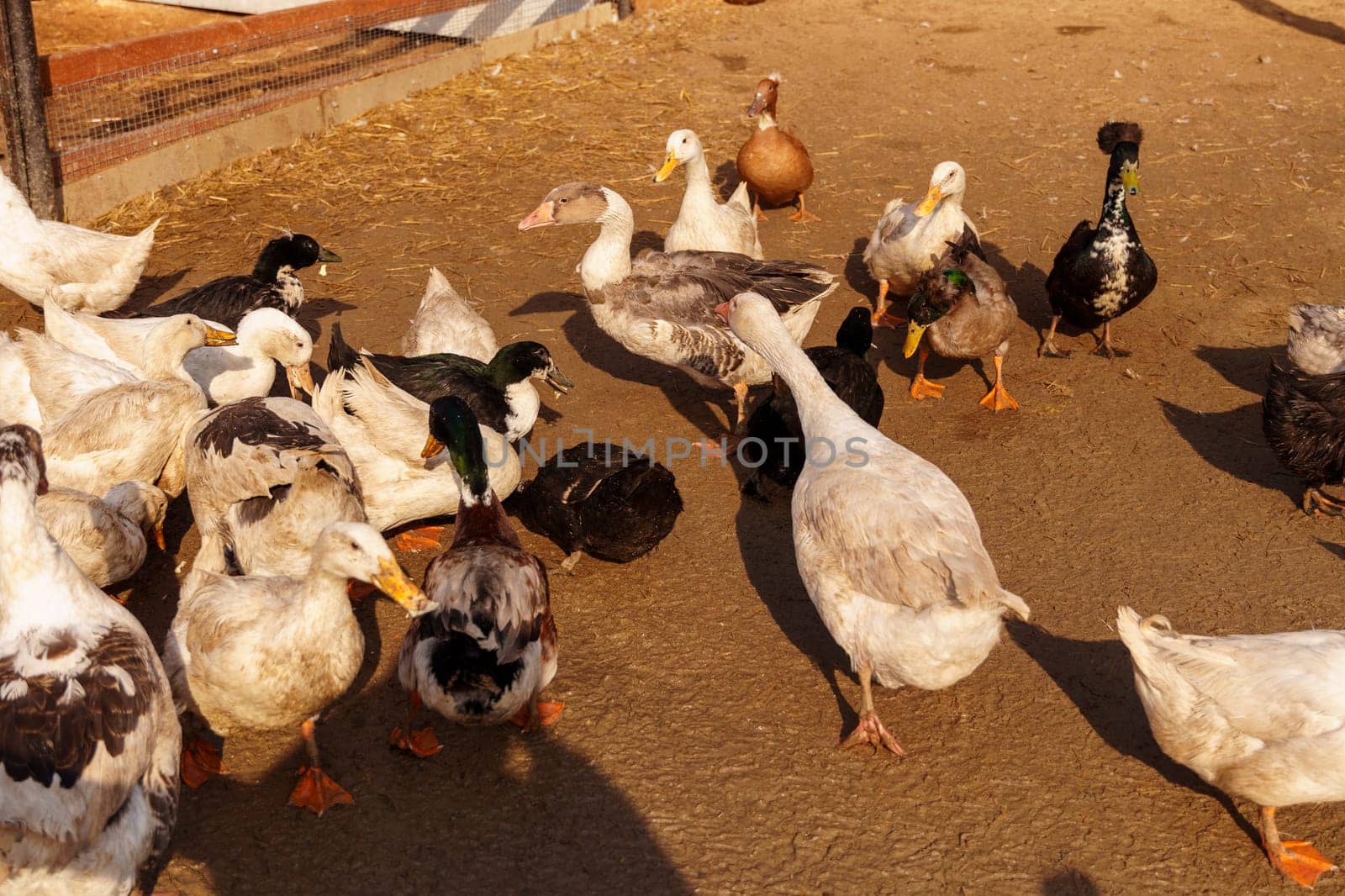 Graceful ducks stands elegantly on top of a small puddle of water on farm