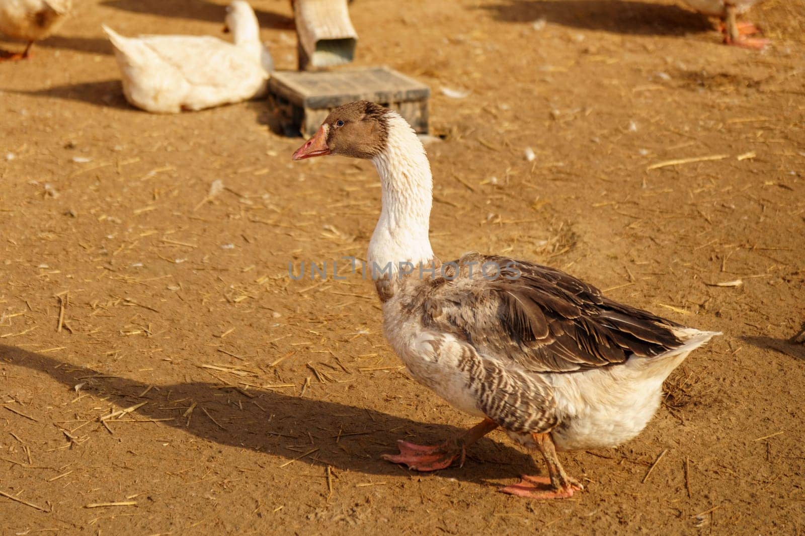 Geese across the dusty ground of a charming farmstead. Selective focus.
