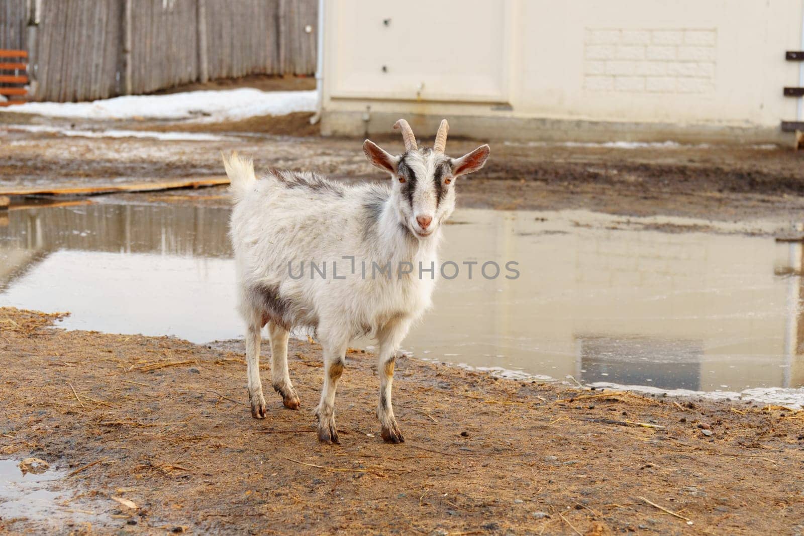 Goat is standing next to a fence on a farm, showcasing agriculture and farm life.