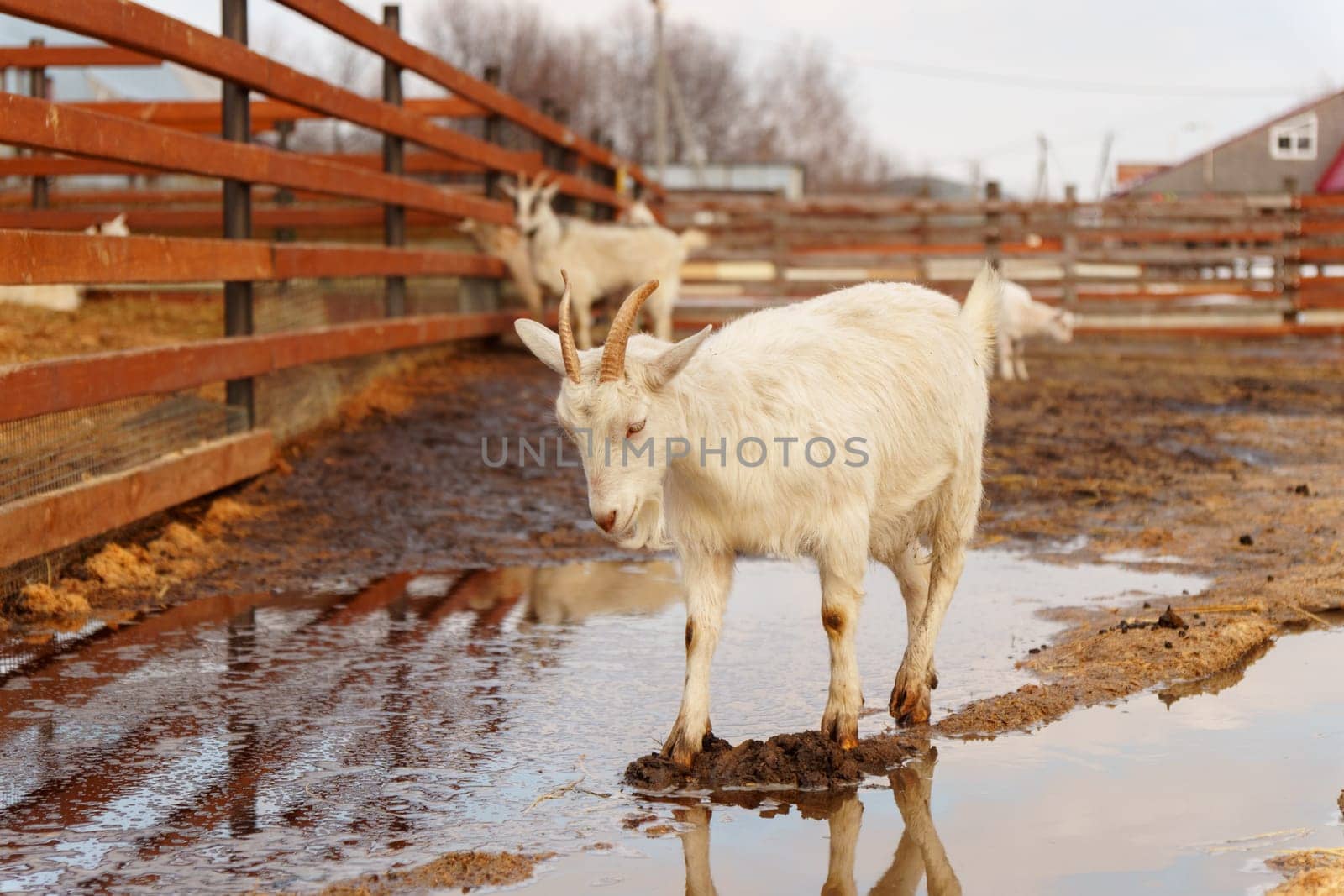 Goat is standing next to a fence on a farm, showcasing agriculture and farm life.