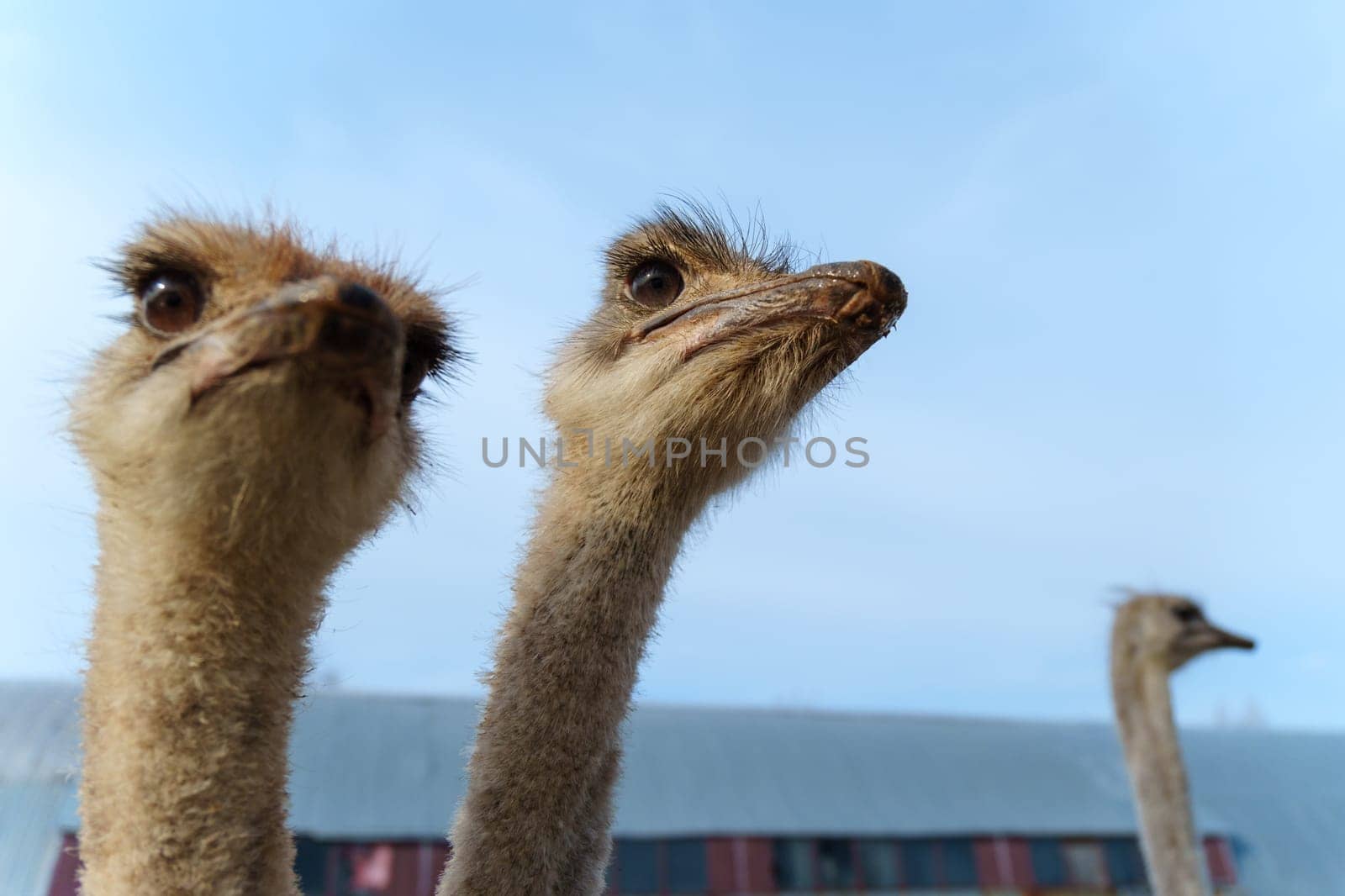 Ostriches stand close up, their long necks gracefully teaching towards the sky.