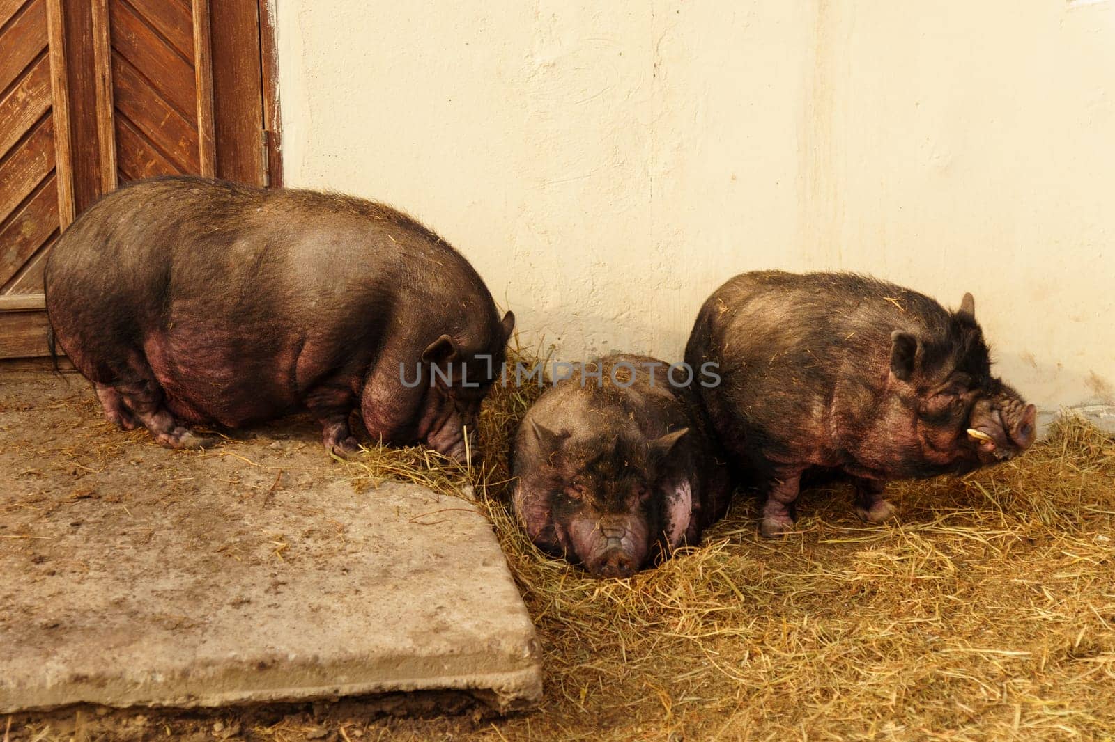 Pig is seen standing in the dirt near a door on a farm. Selective focus