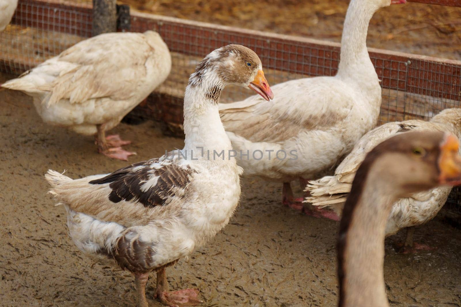 Geese flock strolling around a pen in a serene farm setting, harmonious scene.