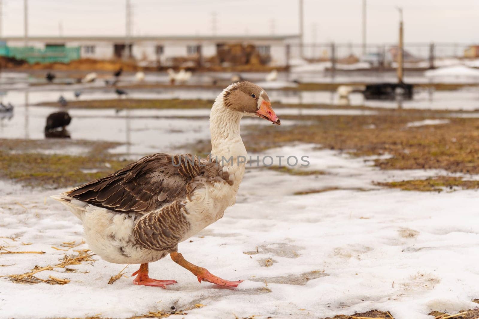 Geese across the dusty ground of a charming farmstead. Selective focus.