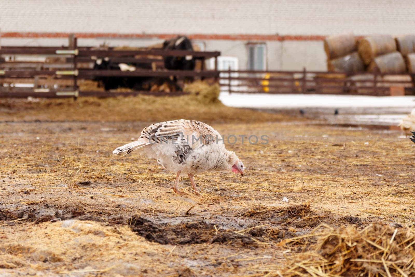 Turkey in the village selective focus. Poultry farm, suburban wildlife