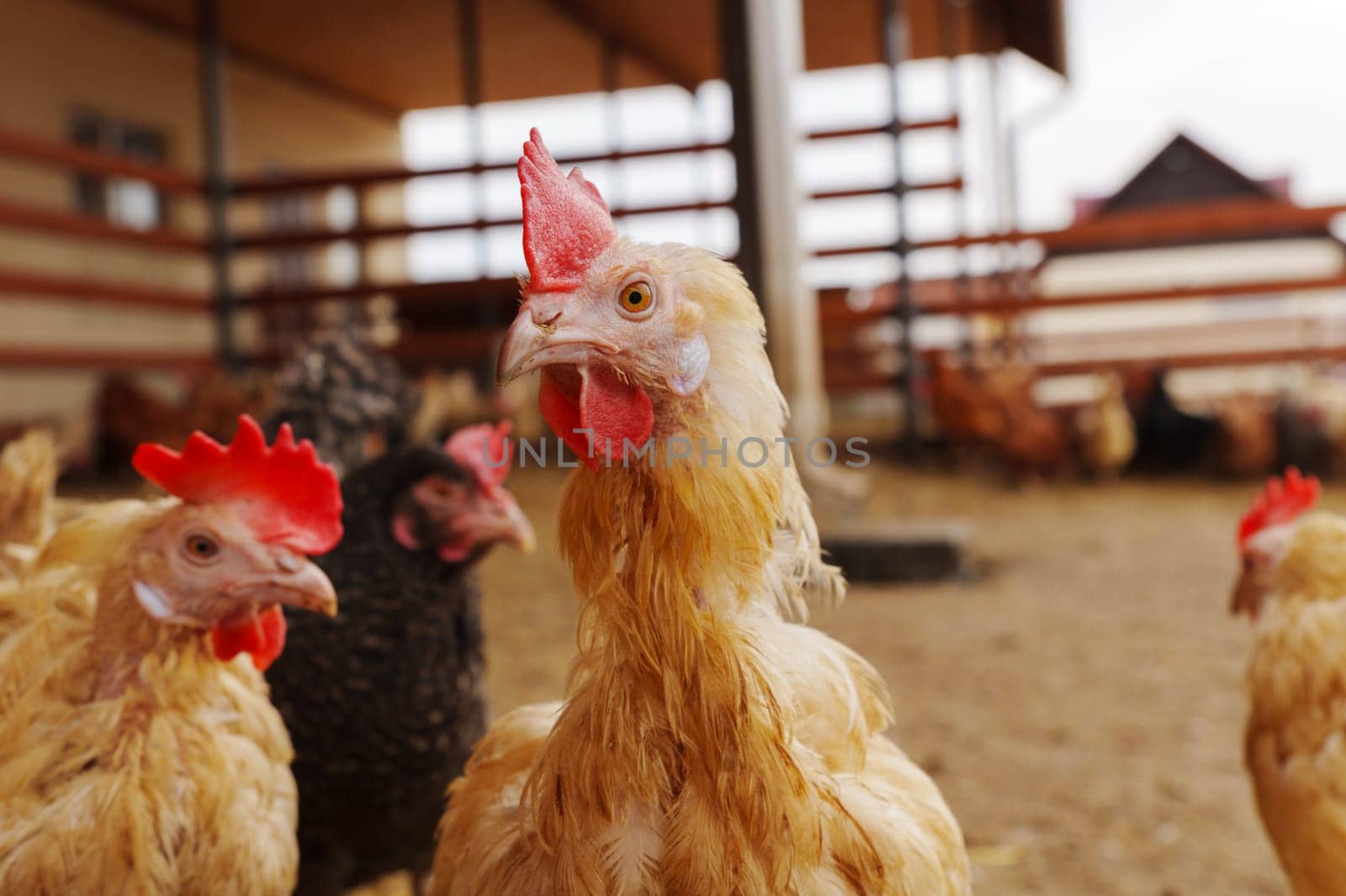 Chicken close up standing in a row, each clucking and pecking at the ground.