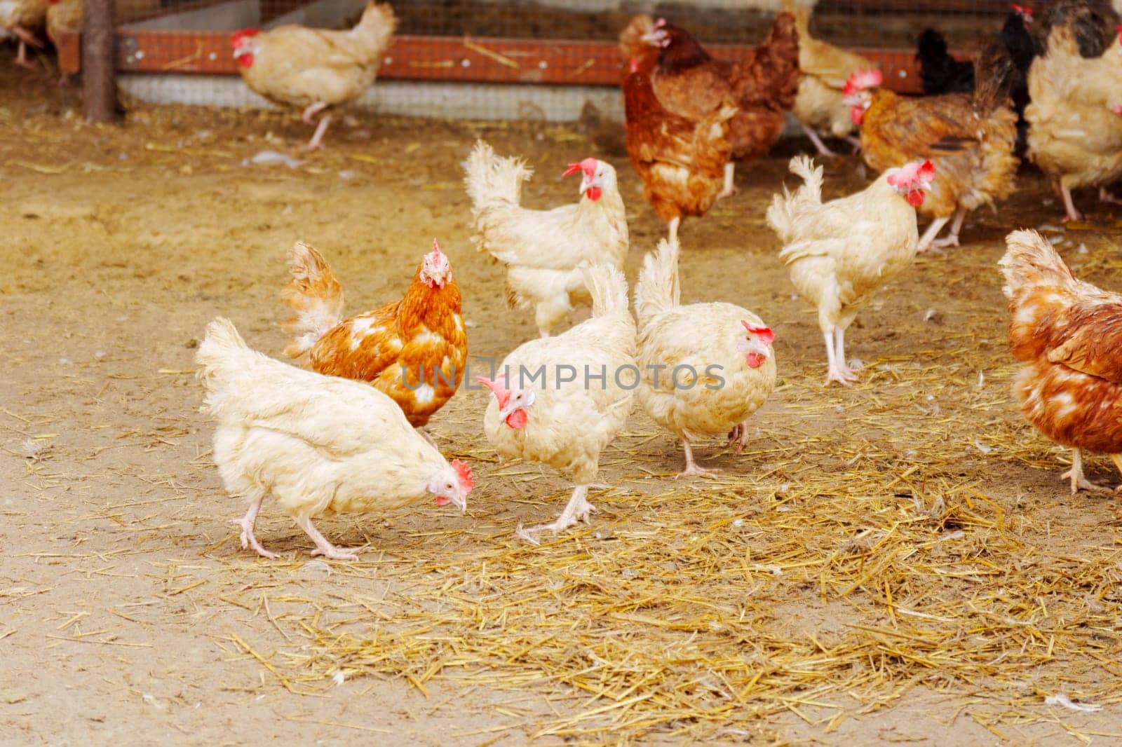 Group of chickens standing in a row, each clucking and pecking at the ground.