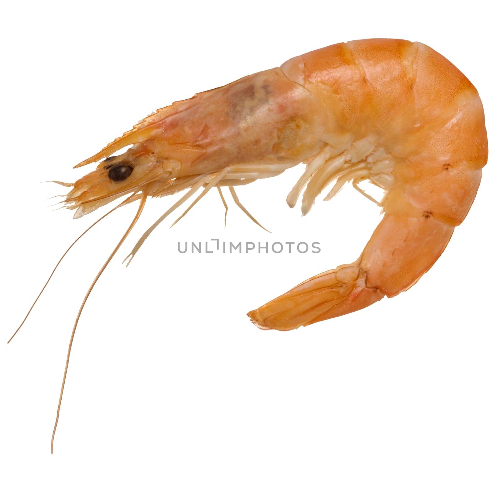 Large boiled shrimp on isolated background, close up