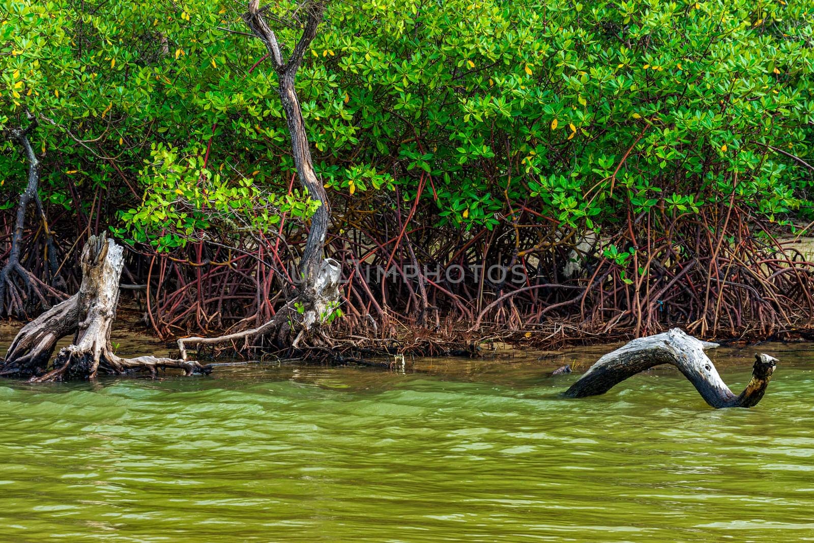 Mangrove vegetation and roots in Serra Grande on the south coast of Bahia, Brazil