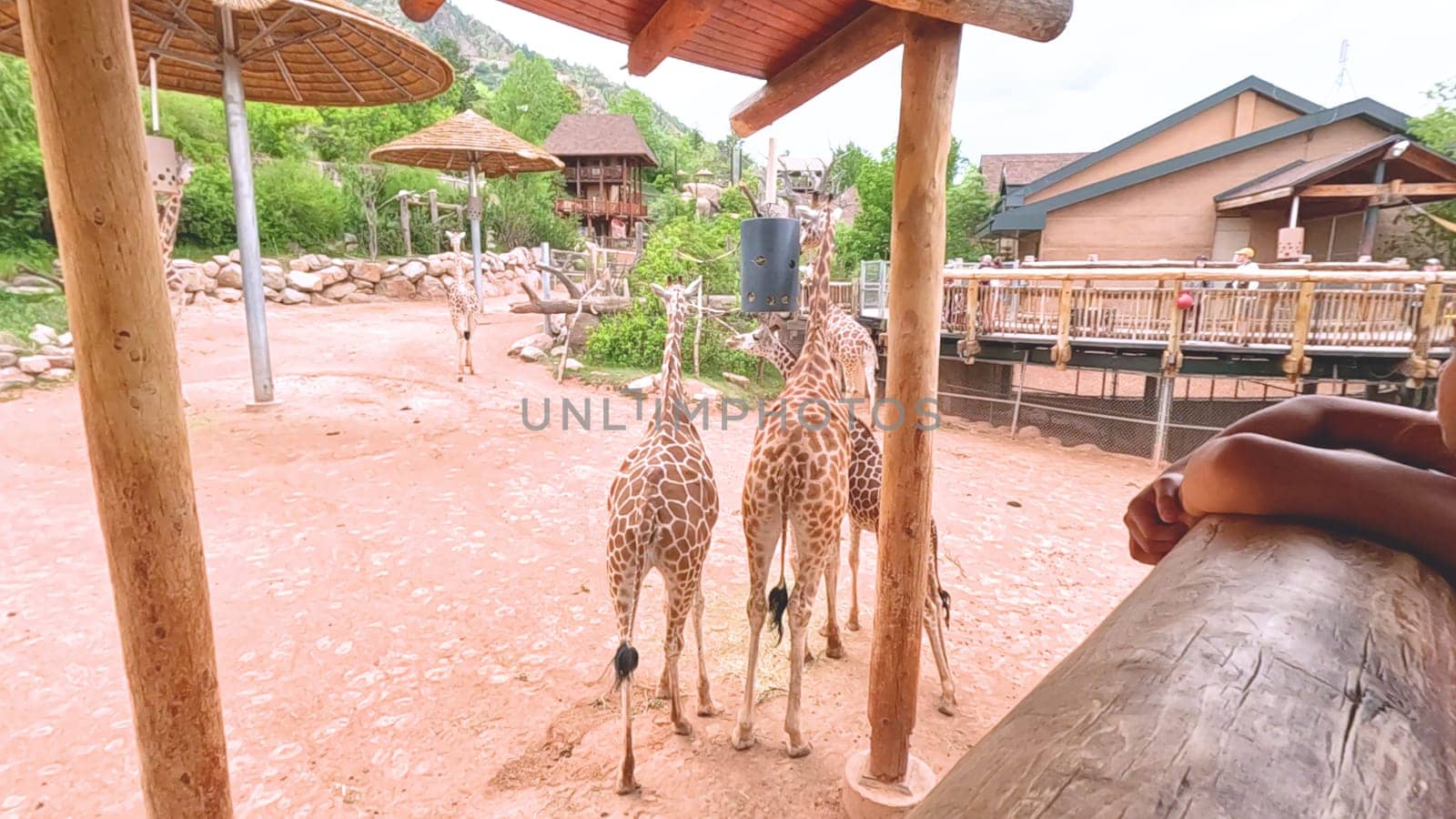 Colorado Springs, Colorado, USA-June 12, 2024-Slow motion-A lively scene at a zoo in Colorado Springs, Colorado, where visitors enjoy an interactive experience with giraffes. The setting includes a rustic wooden platform and feeding area, surrounded by picturesque mountain views and lush greenery. Families and tourists are seen engaging with the giraffes, creating an educational and memorable outing. The zoo thoughtful design integrates natural elements, enhancing the overall visitor experience and showcasing the beauty of wildlife.