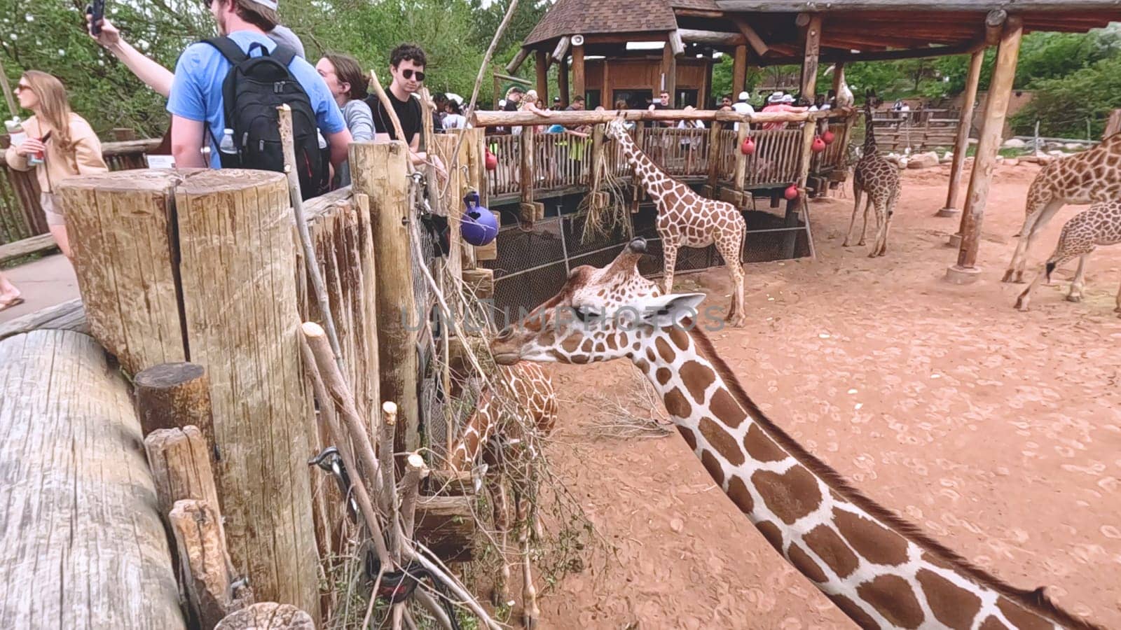 Colorado Springs, Colorado, USA-June 12, 2024-Slow motion-A lively scene at a zoo in Colorado Springs, Colorado, where visitors enjoy an interactive experience with giraffes. The setting includes a rustic wooden platform and feeding area, surrounded by picturesque mountain views and lush greenery. Families and tourists are seen engaging with the giraffes, creating an educational and memorable outing. The zoo thoughtful design integrates natural elements, enhancing the overall visitor experience and showcasing the beauty of wildlife.