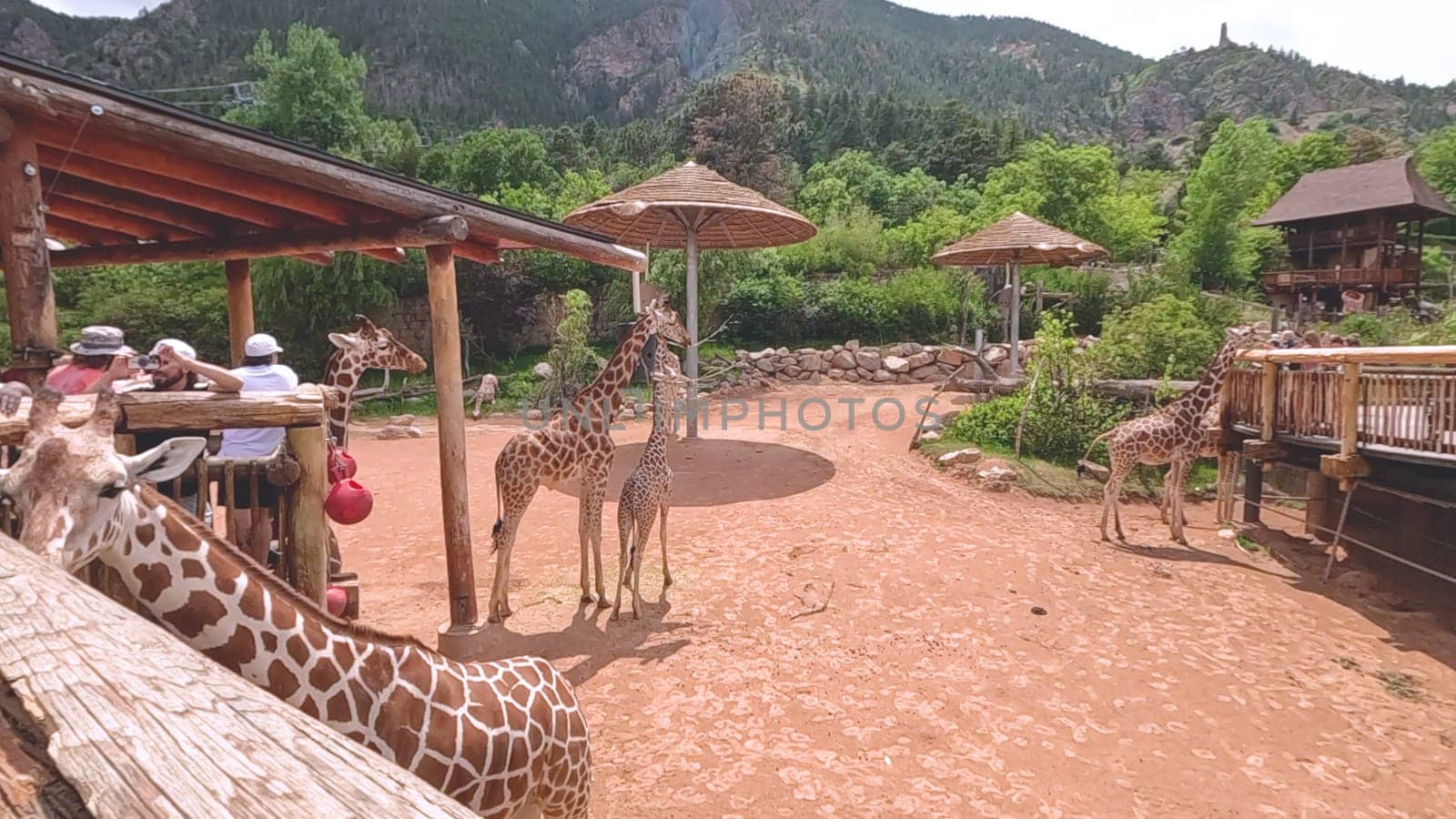 Colorado Springs, Colorado, USA-June 12, 2024-Slow motion-A lively scene at a zoo in Colorado Springs, Colorado, where visitors enjoy an interactive experience with giraffes. The setting includes a rustic wooden platform and feeding area, surrounded by picturesque mountain views and lush greenery. Families and tourists are seen engaging with the giraffes, creating an educational and memorable outing. The zoo thoughtful design integrates natural elements, enhancing the overall visitor experience and showcasing the beauty of wildlife.