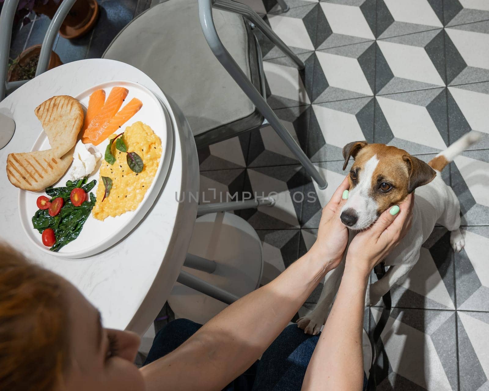 Jack Russell Terrier begging in a cafe. Scrambled eggs salmon and toast on a plate. Woman petting a dog in a diner