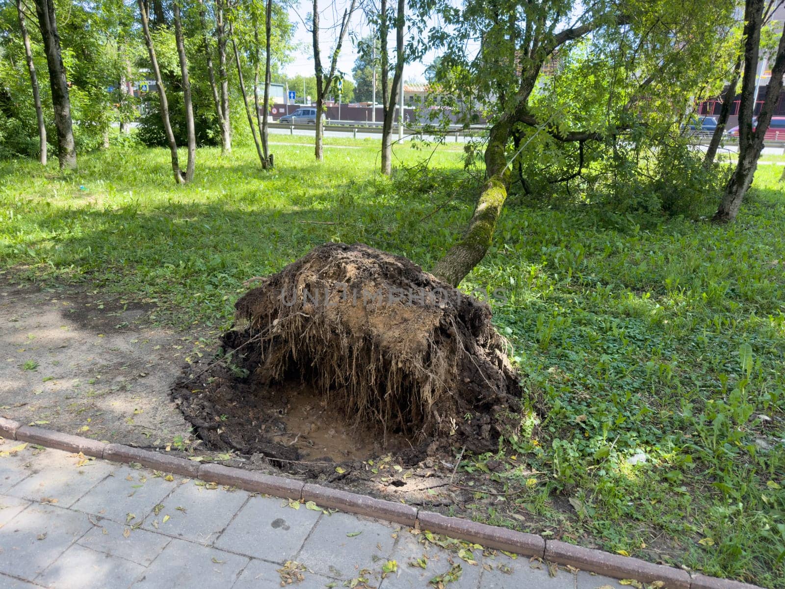 fallen tree after a storm in the summer in the city