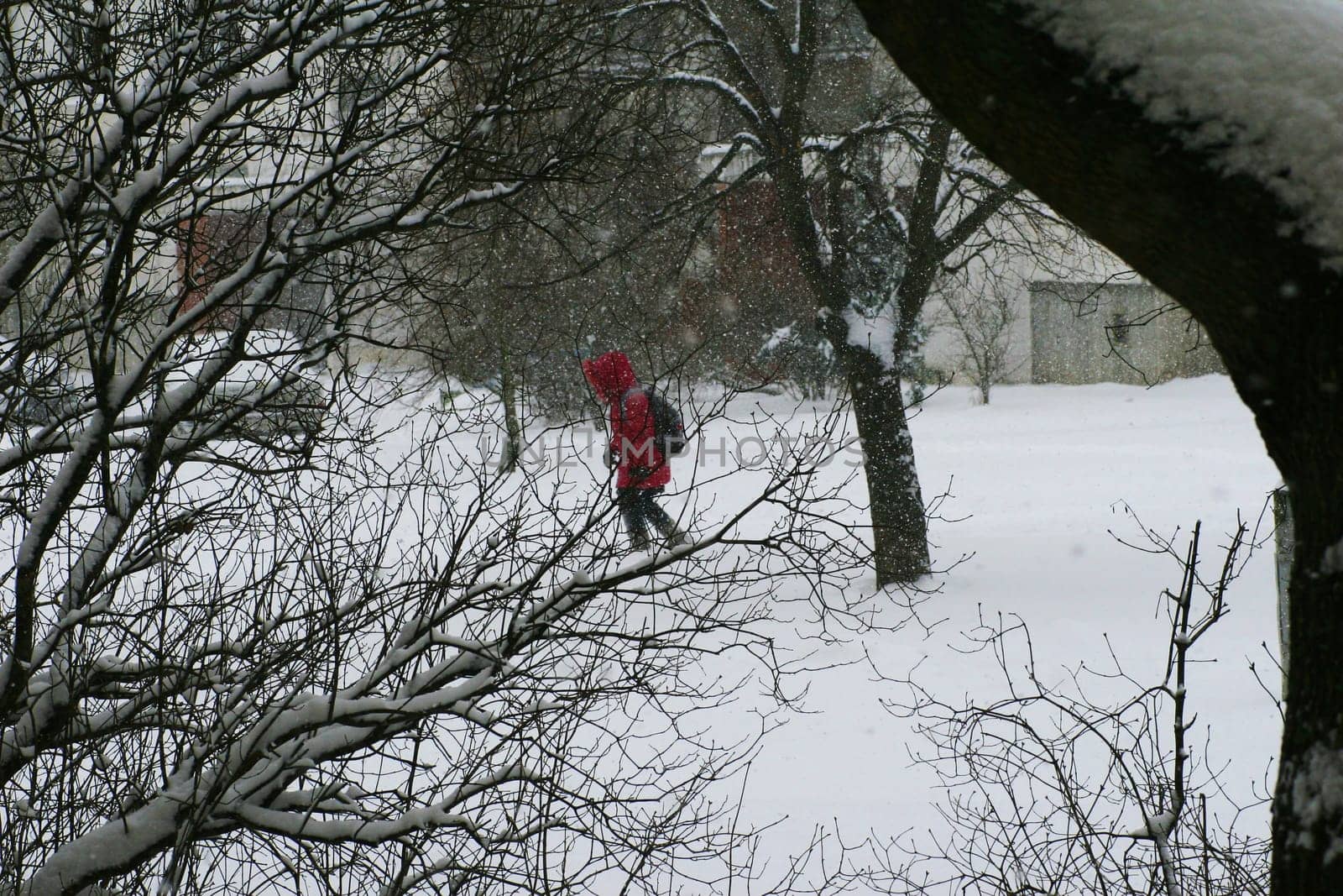 A woman in a red jacket with a backpack walks through the yard during bad, windy, snowy weather.