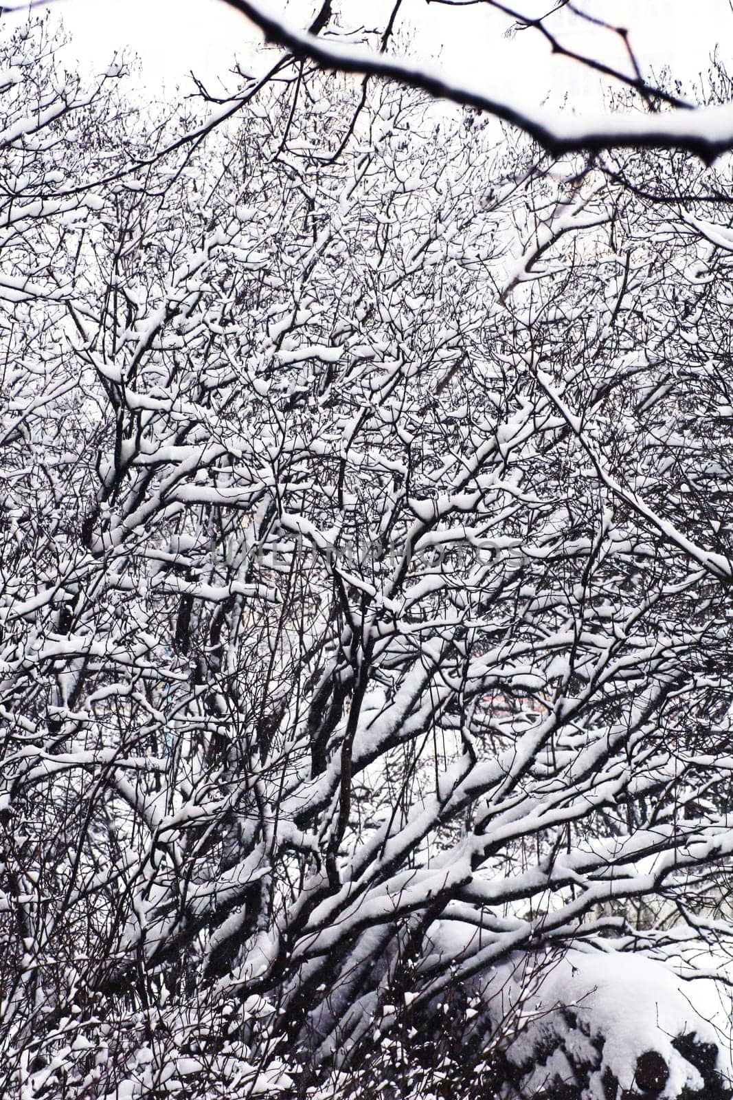 Vertical photo of branches covered with snow against a white cloudy sky. by gelog67