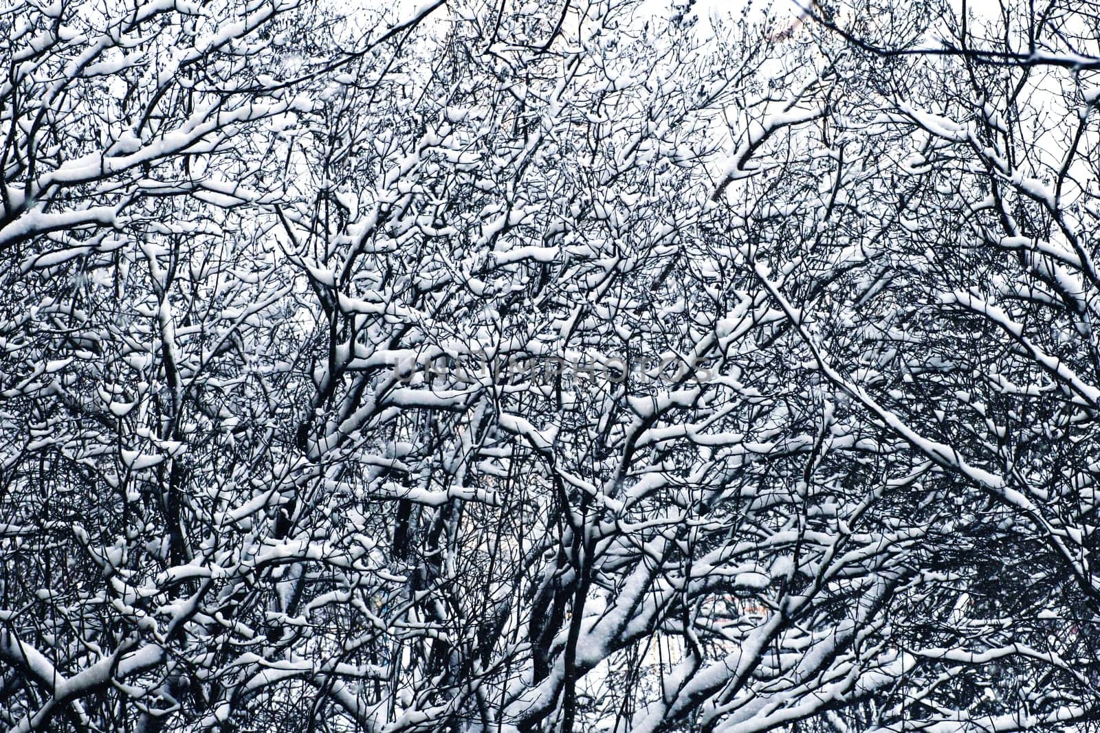 Branches of bushes covered with snow in winter in cloudy, gloomy weather.