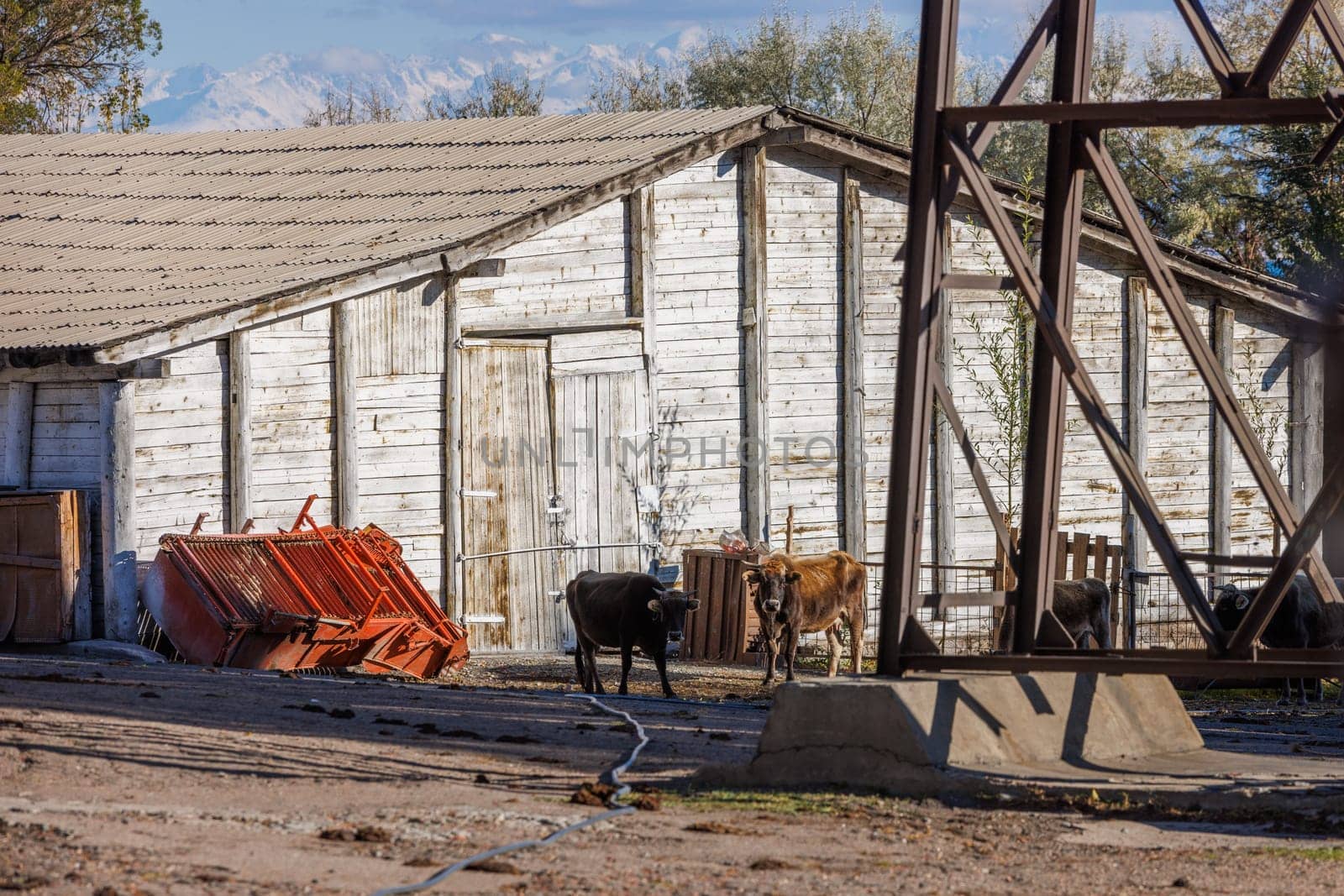 few cows near wooden white barn at sunny day by z1b