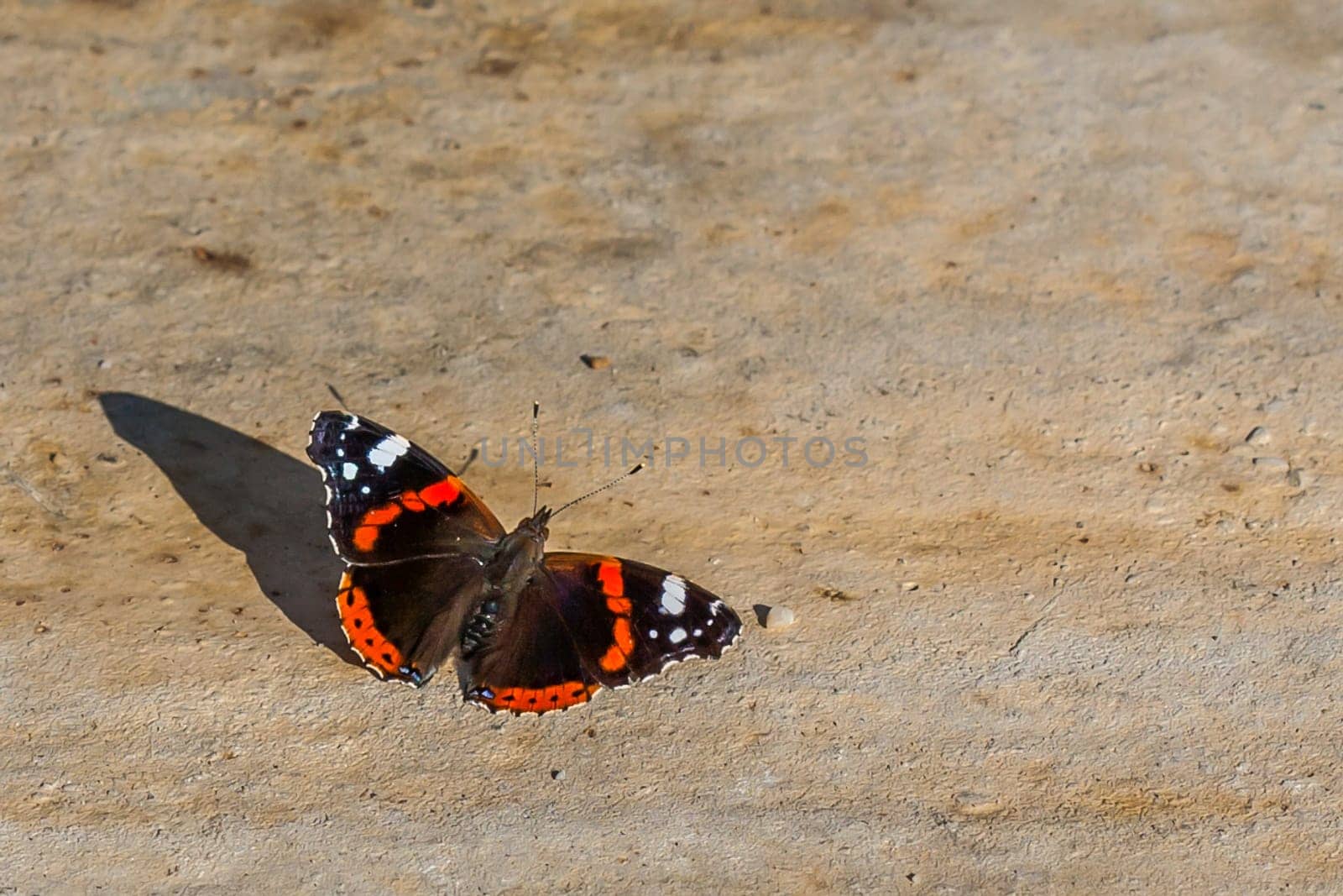 Sunlit Butterfly Resting on Stone by zebra