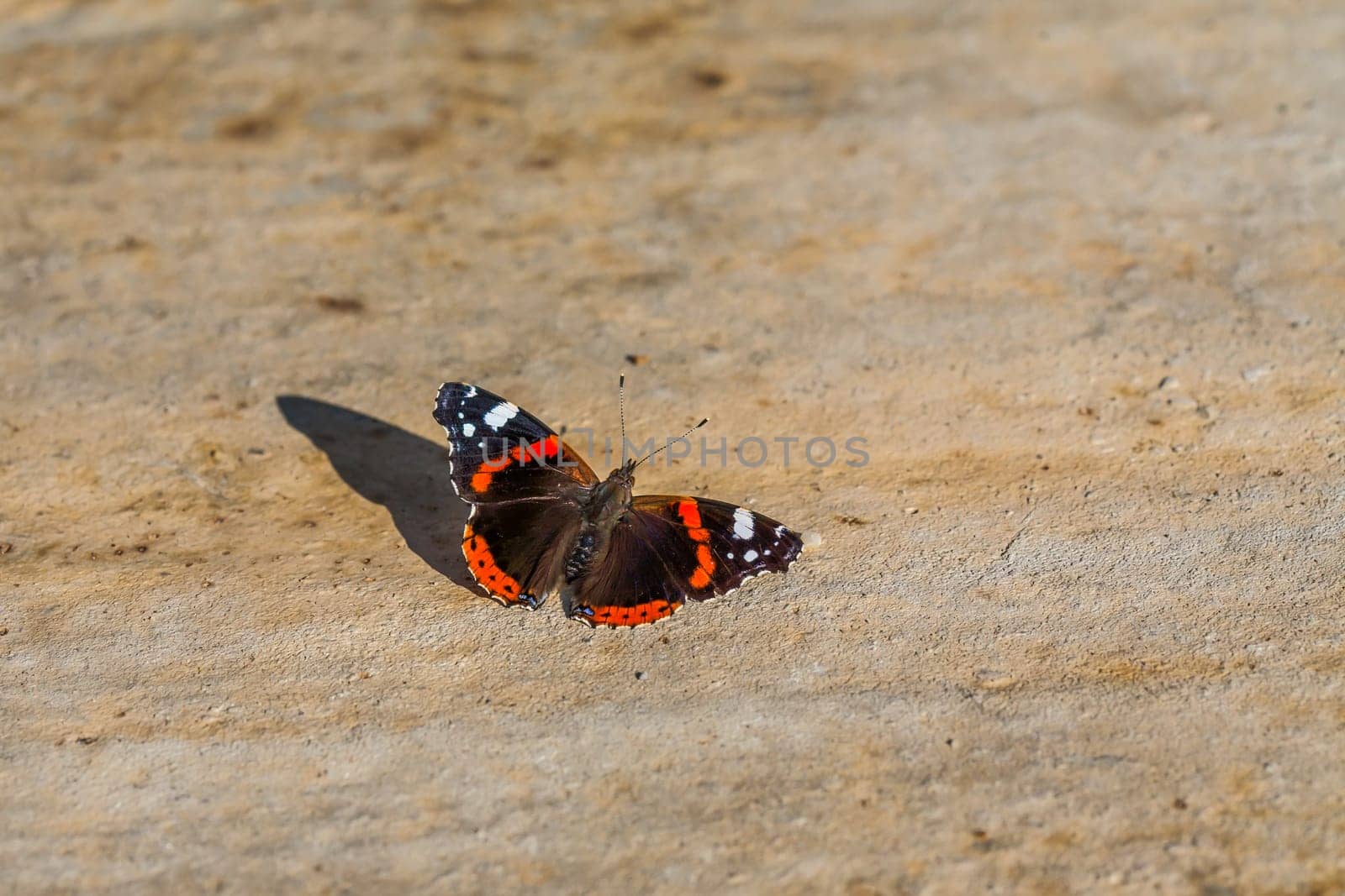 The image shows a butterfly with vibrant orange bands and white spots on black wings, resting on a sunlit stone. The close-up captures intricate details and textures, highlighting the beauty and fragility of nature.