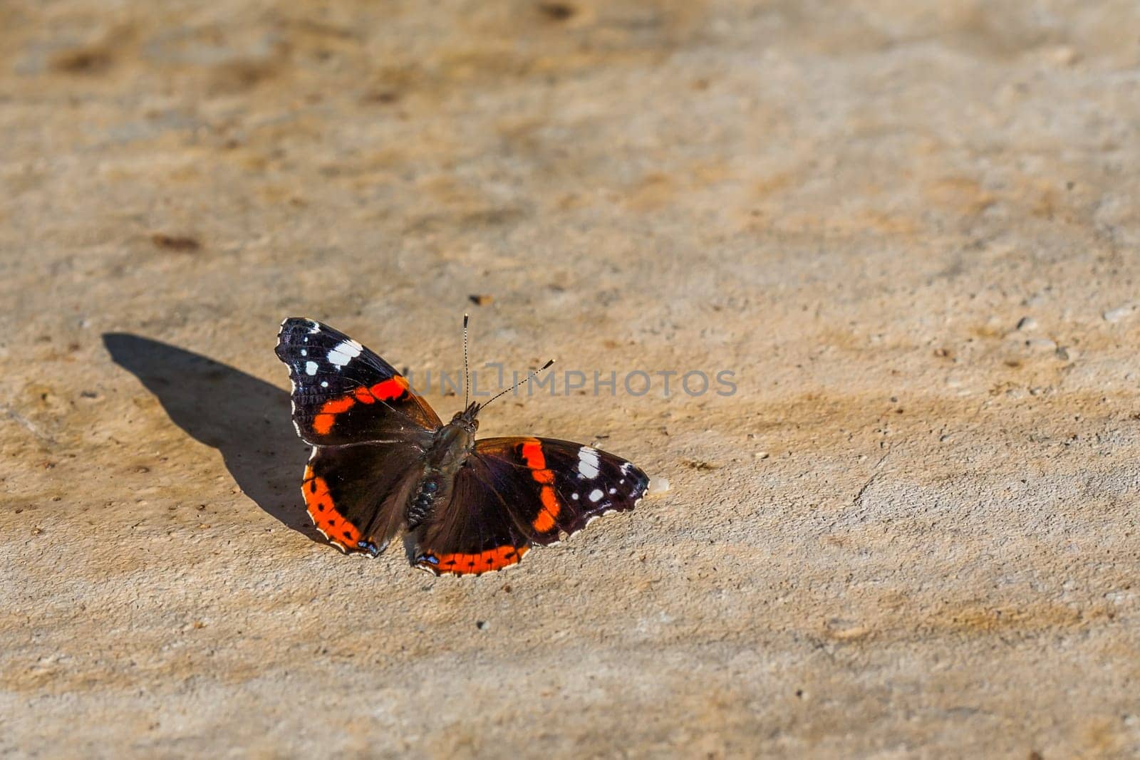 Sunlit Butterfly Resting on Stone by zebra