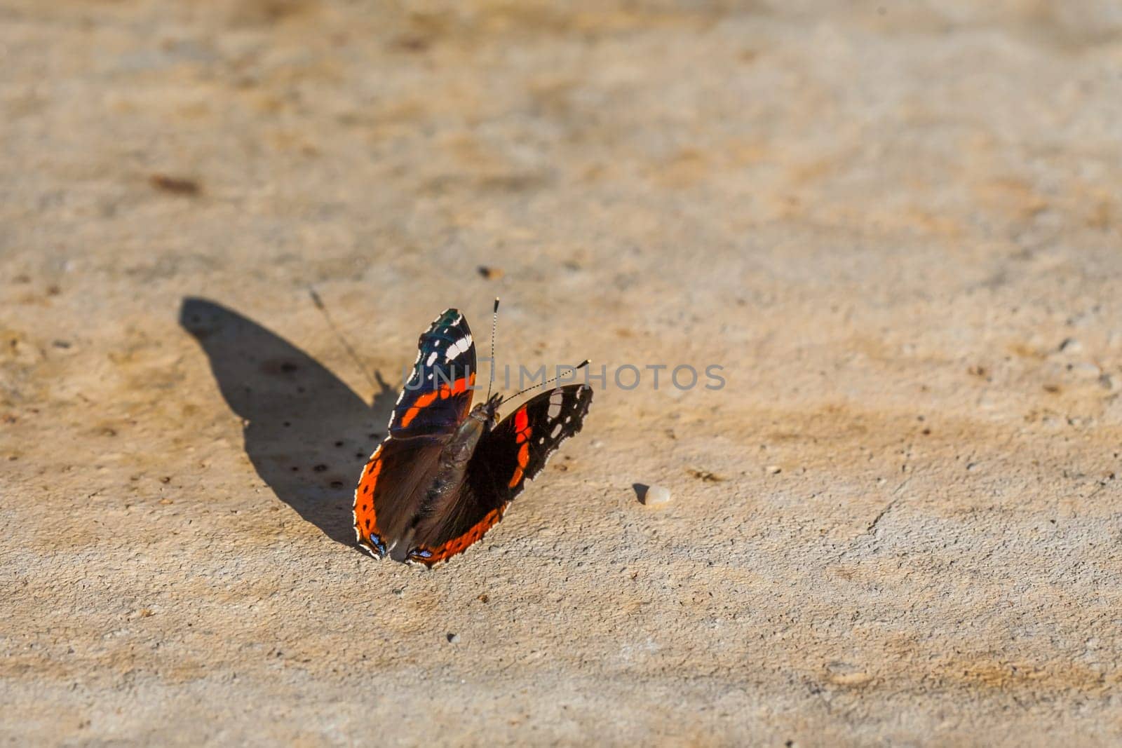 The image shows a butterfly with vibrant orange bands and white spots on black wings, resting on a sunlit stone. The close-up captures intricate details and textures, highlighting the beauty and fragility of nature.