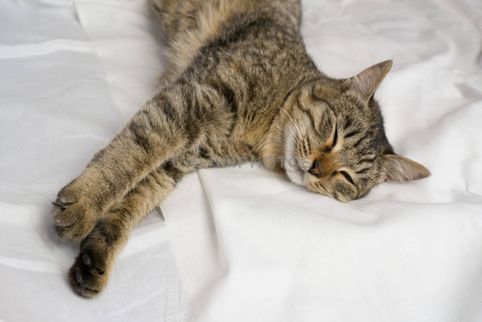 Portrait of a gray domestic cat lying on a white bed. The cat purrs gently.