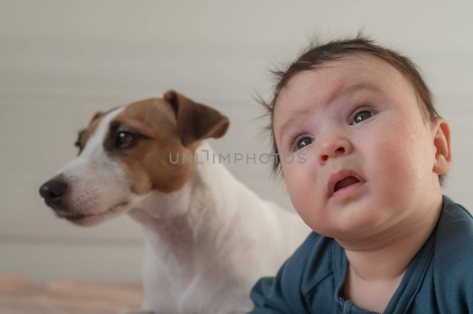 Portrait of a Jack Russell Terrier dog and a three-month-old boy lying on the bed. by mrwed54