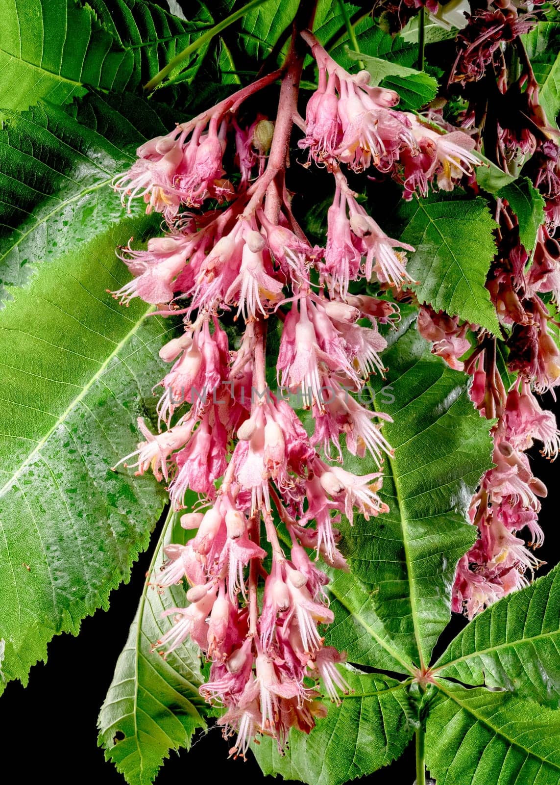 Beautiful Blooming red horse-chestnut isolated on a black background. Flower head close-up.