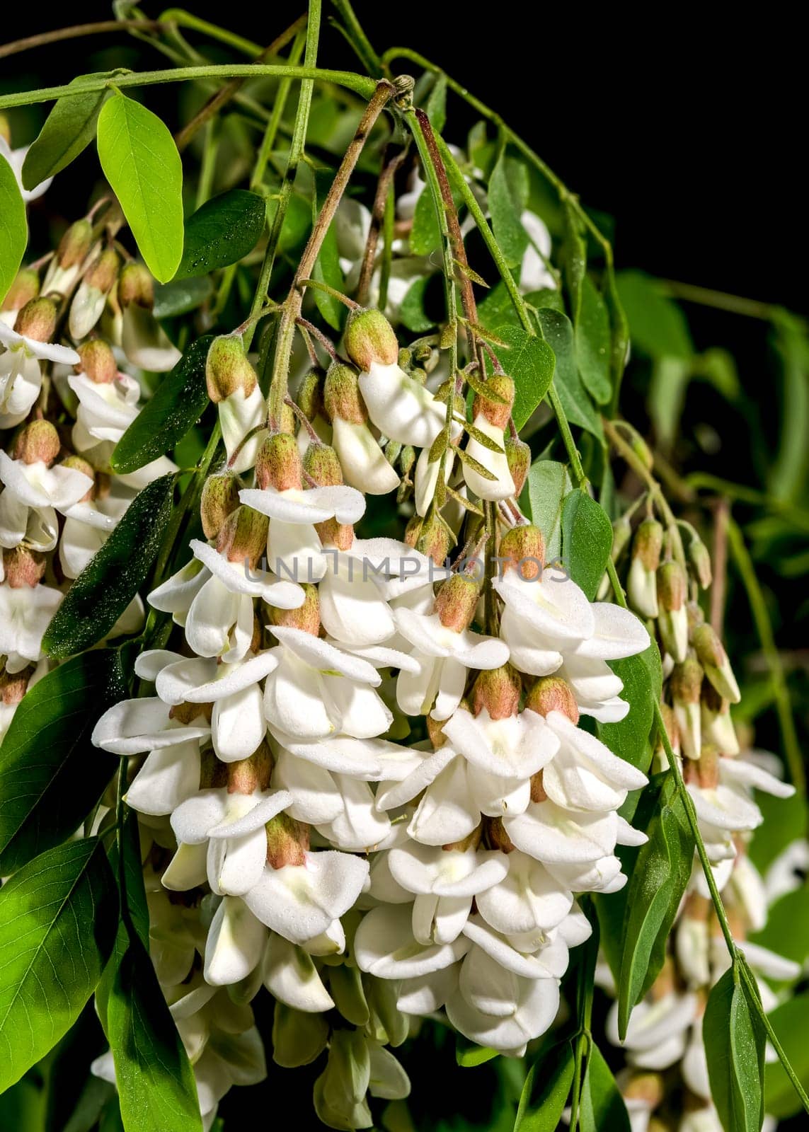 Beautiful Blooming flowers of white acacia tree on a black background. Flower head close-up.