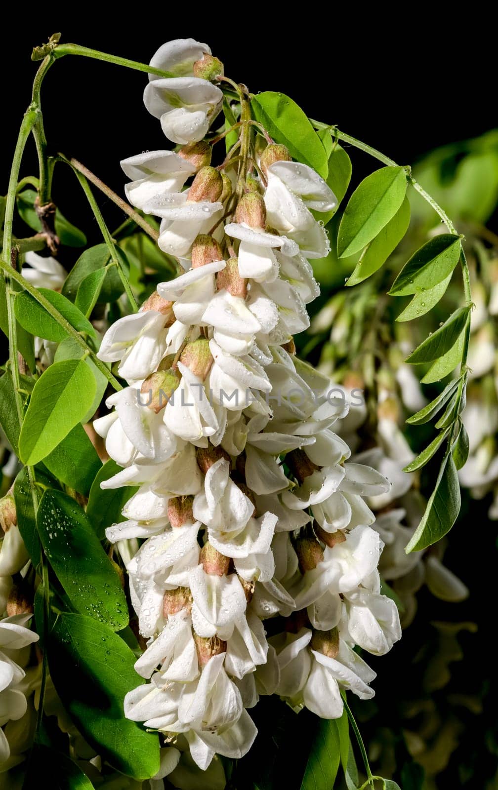 Beautiful Blooming flowers of white acacia tree on a black background. Flower head close-up.