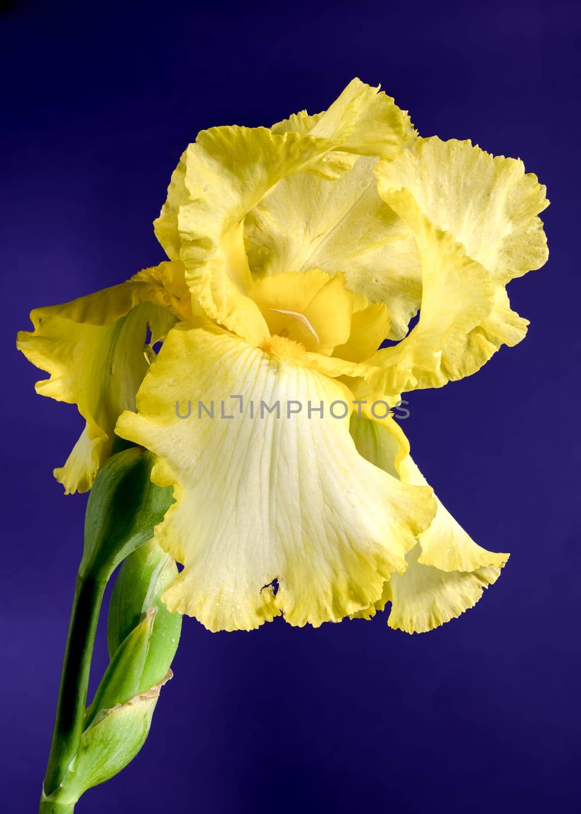 Beautiful Blooming yellow iris flower on a purple background. Flower head close-up.