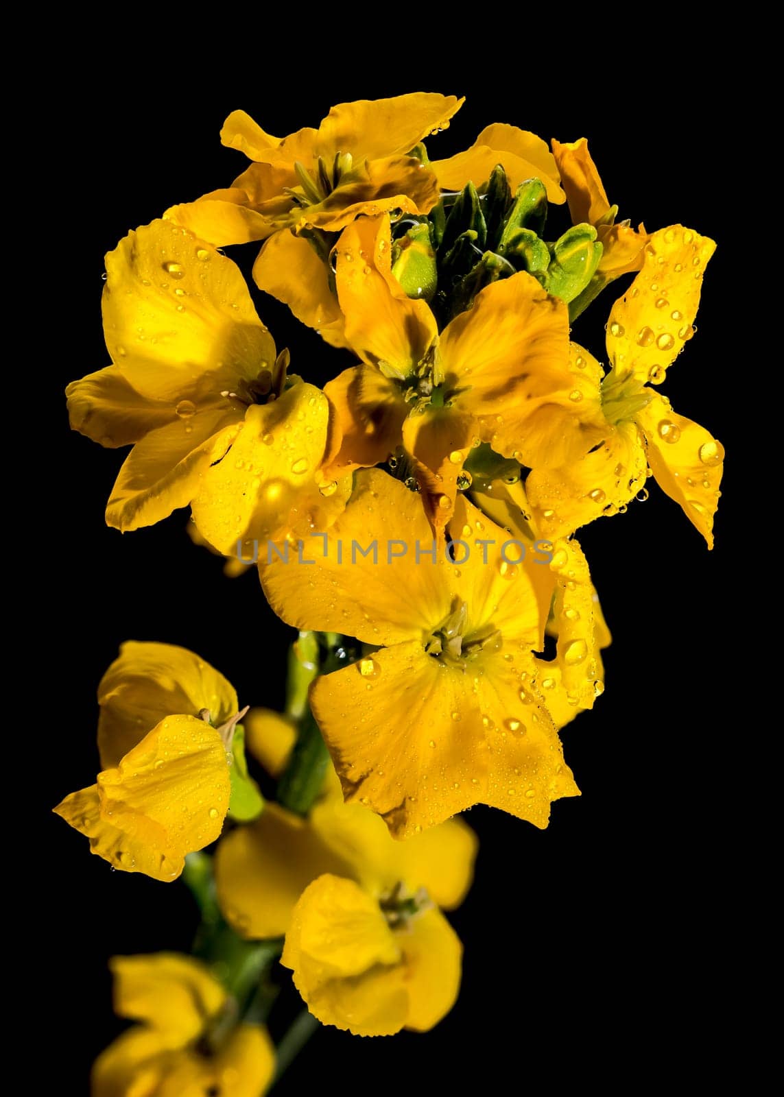 Blooming yellow wallflower on a black background by Multipedia