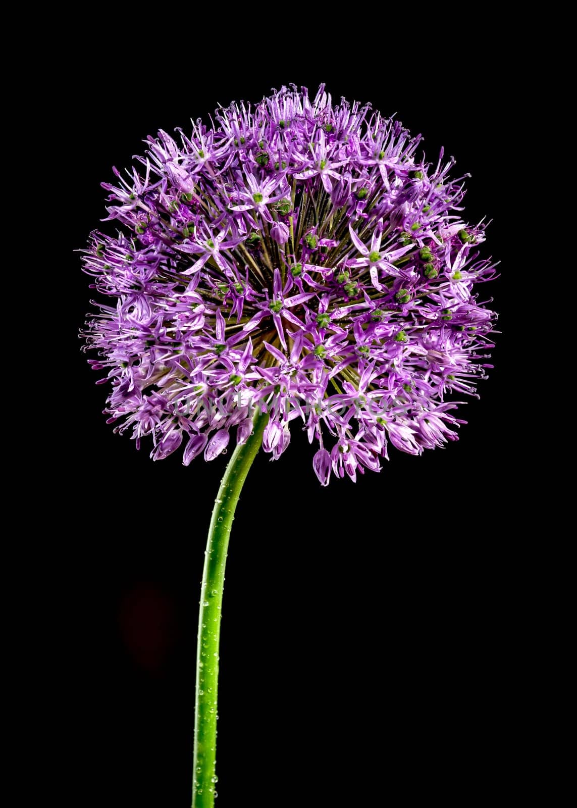 Beautiful Blooming pink flowers of allium aflatunense or ornamental onion on a black background. Flower head close-up.