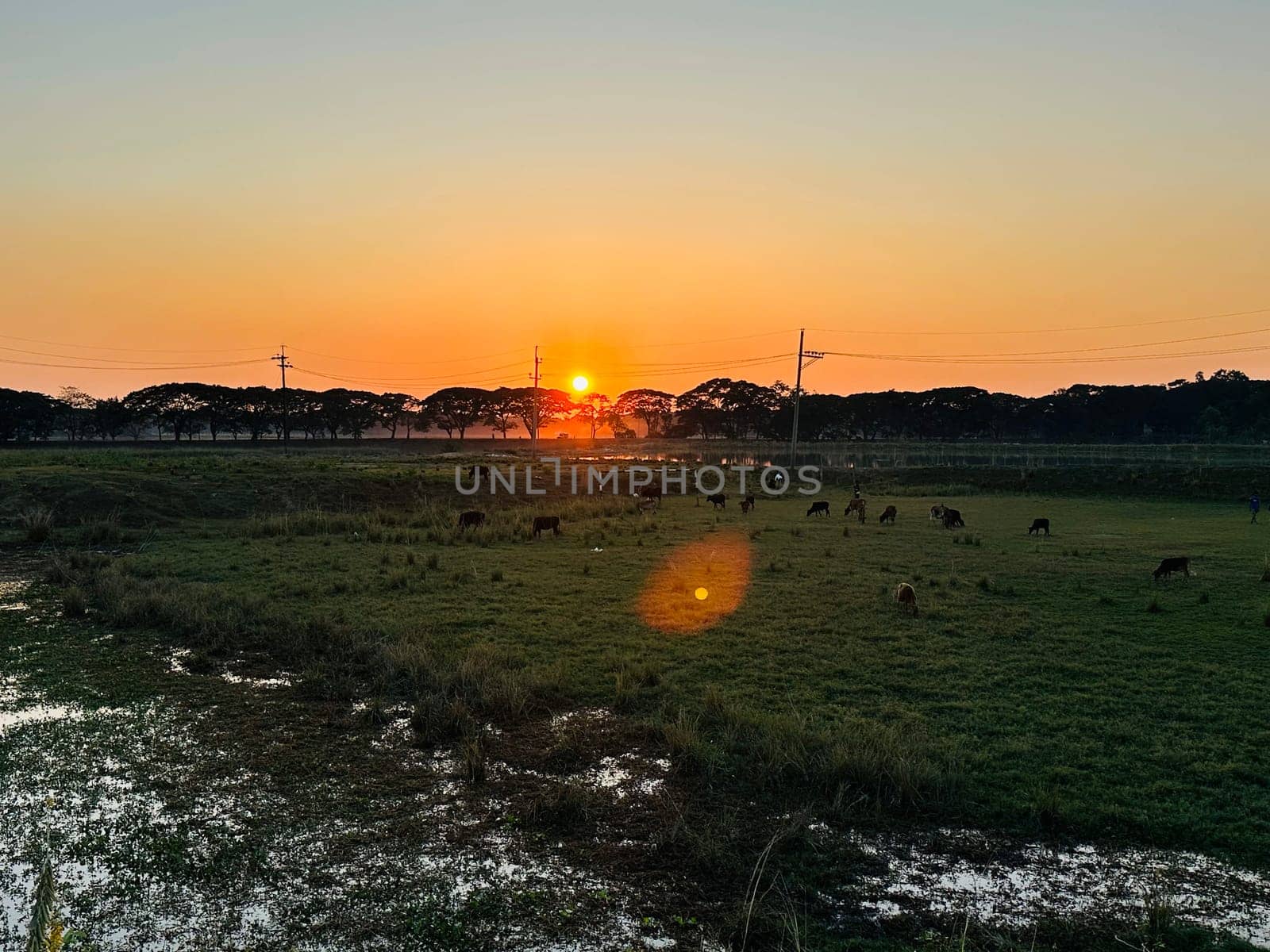 A panoramic view of a field at sunset, with cattle grazing in the foreground. The sun is setting in the distance, casting an orange glow across the sky. A waterway runs through the field, adding to the scenic beauty of the image. The scene is peaceful and tranquil, capturing the essence of a rural setting at sunset.