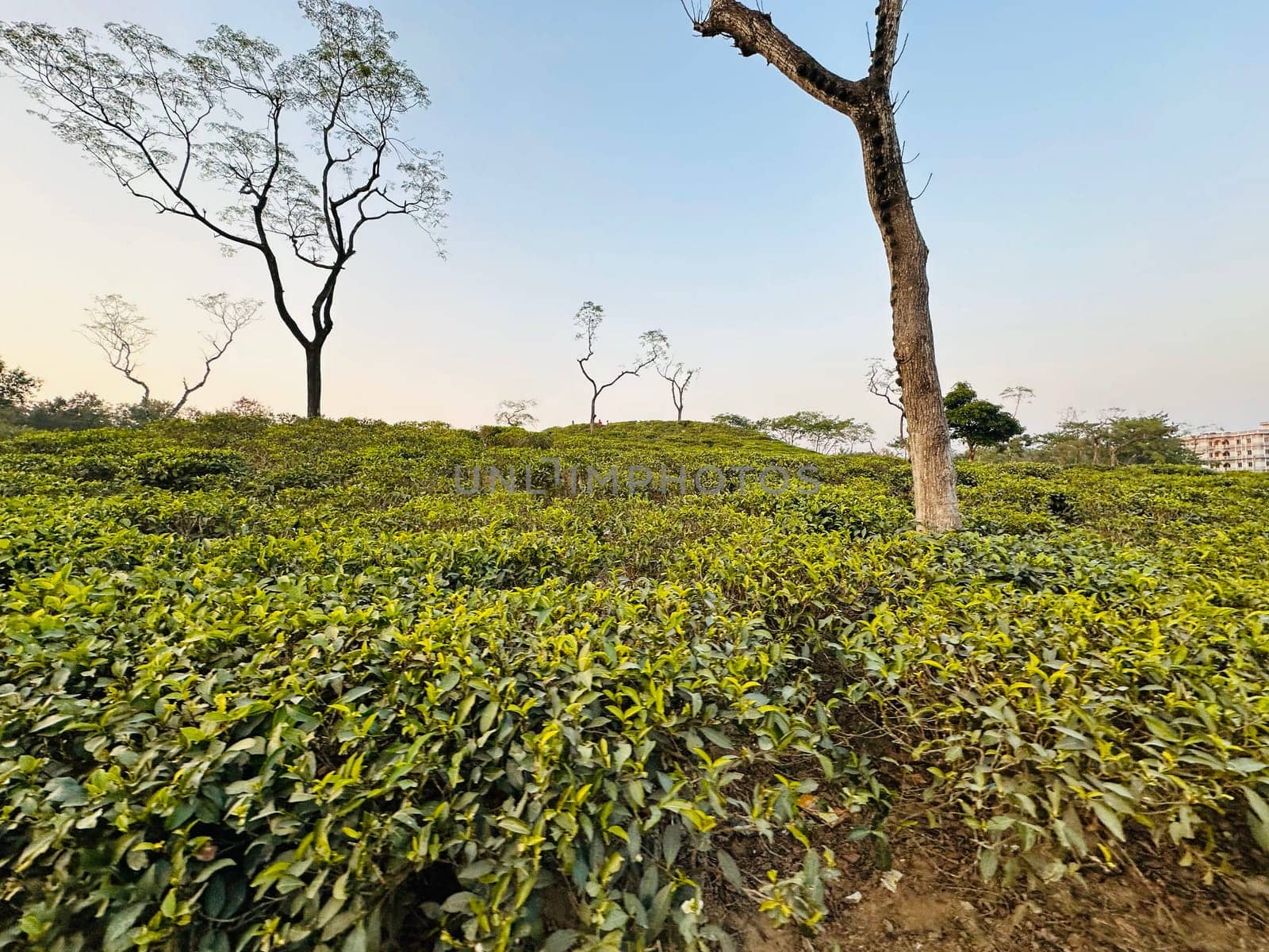 A wide shot of a lush green tea plantation with trees in the background. The image was taken in the afternoon, showcasing the vibrant green foliage of the tea plants under a clear blue sky. The scene provides a sense of tranquility and natural beauty.