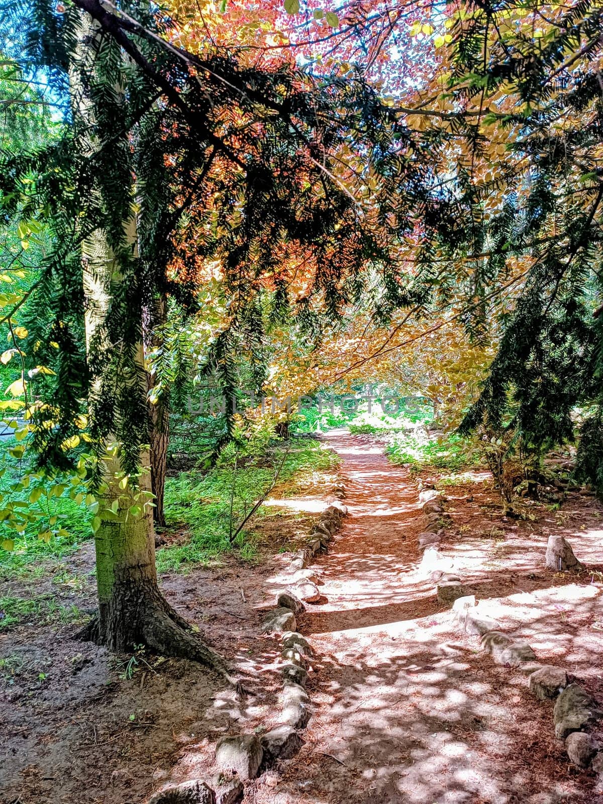 Green yellow brown red leaves trees in the park over the path sunlight . High quality photo. Mobile vertical photo. Park walk