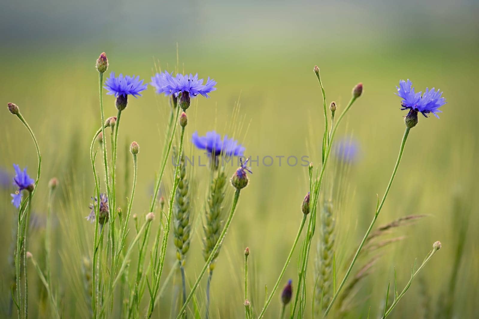 Beautiful blue flowers - herbs in the field. Summer time in nature. Blue Cornflower. (Knapweeds).