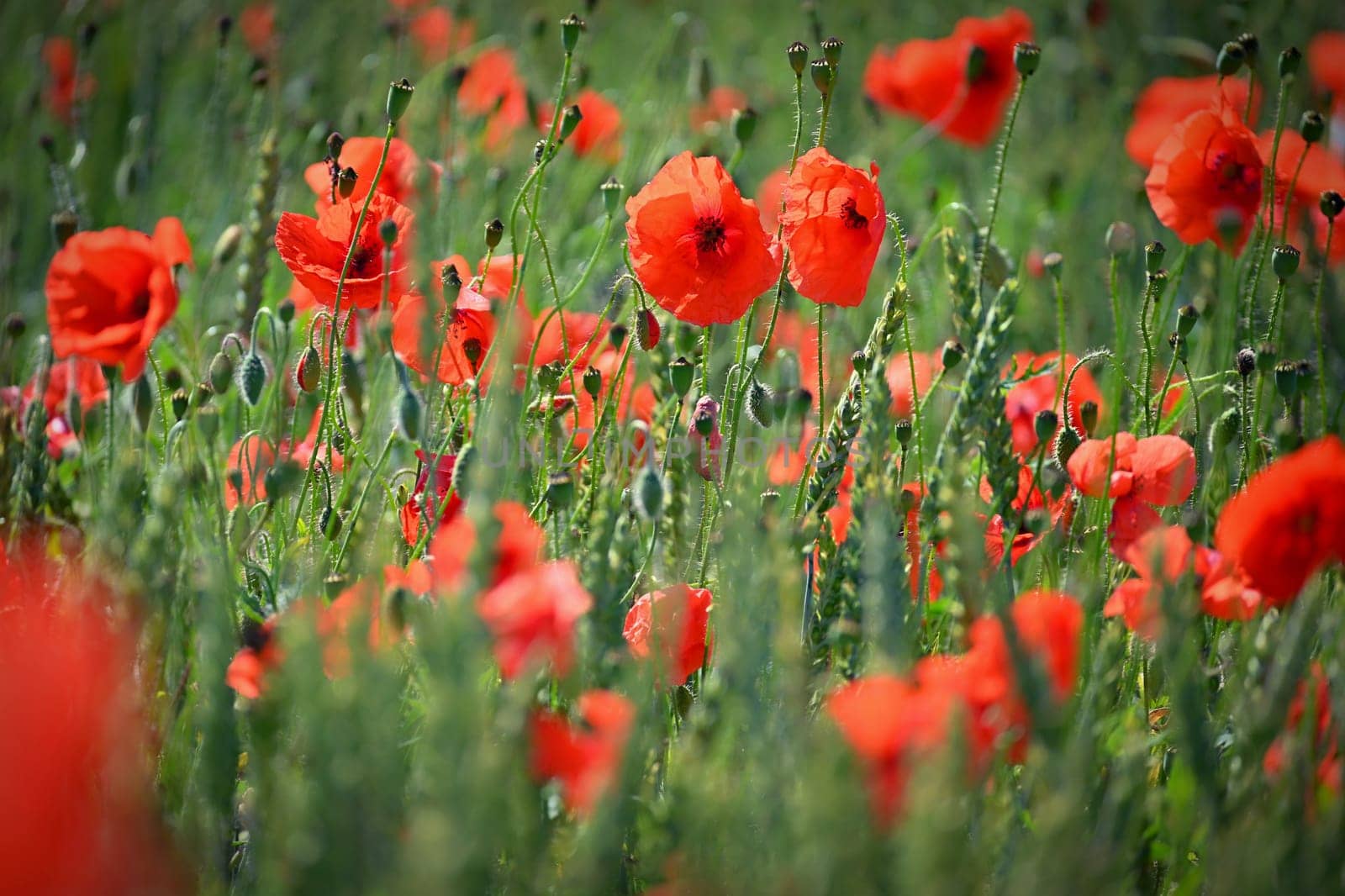 Summer landscape. Beautiful flowering field with poppies and clovers. Colorful nature background with sun and blue sky.