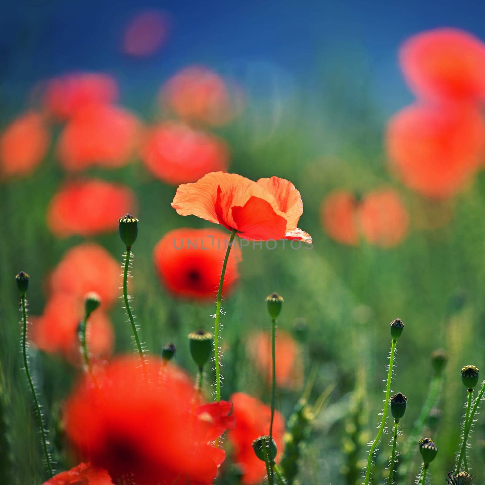 Summer nature - concept. Beautiful landscape with red poppy flowers and sunny day with blue sky. by Montypeter