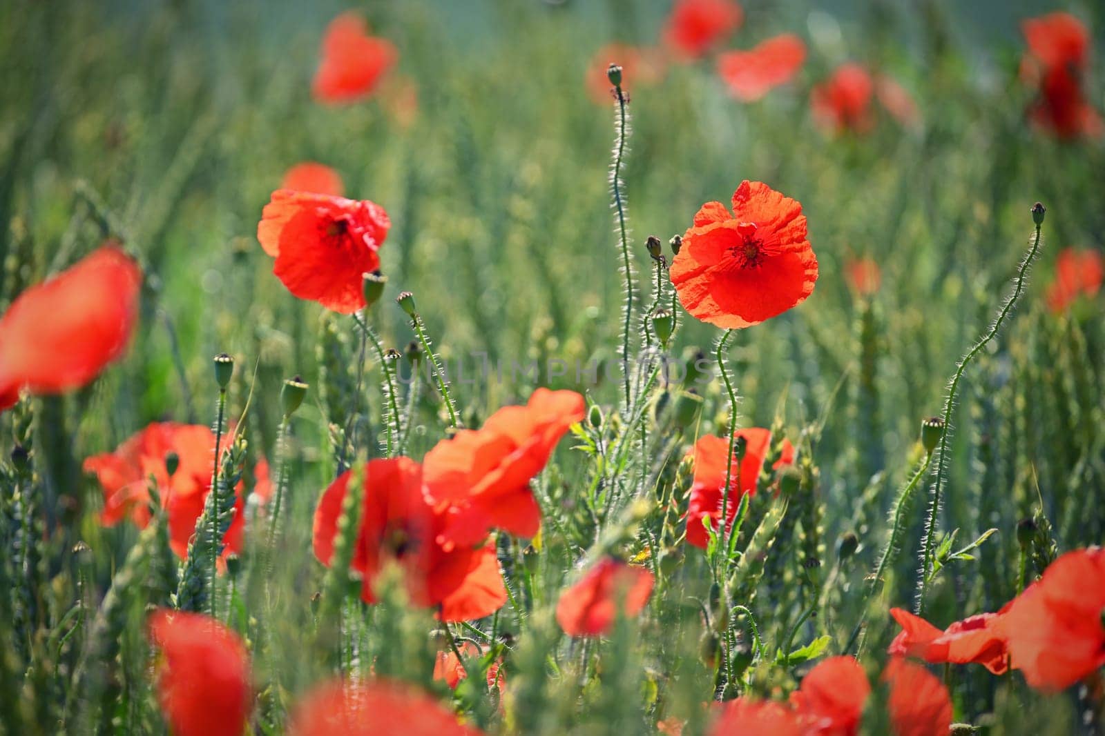 Summer nature - concept. Beautiful landscape with red poppy flowers and sunny day with blue sky. by Montypeter