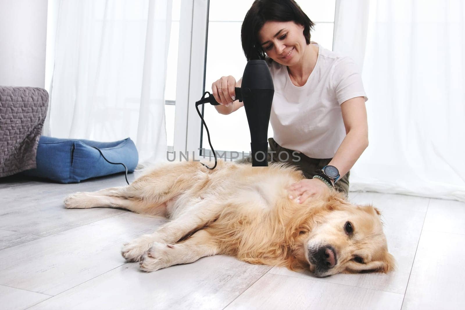 Woman Drying Adorable Dog With Hairdryer After Bath, Grooming Golden Retriever Dog At Home