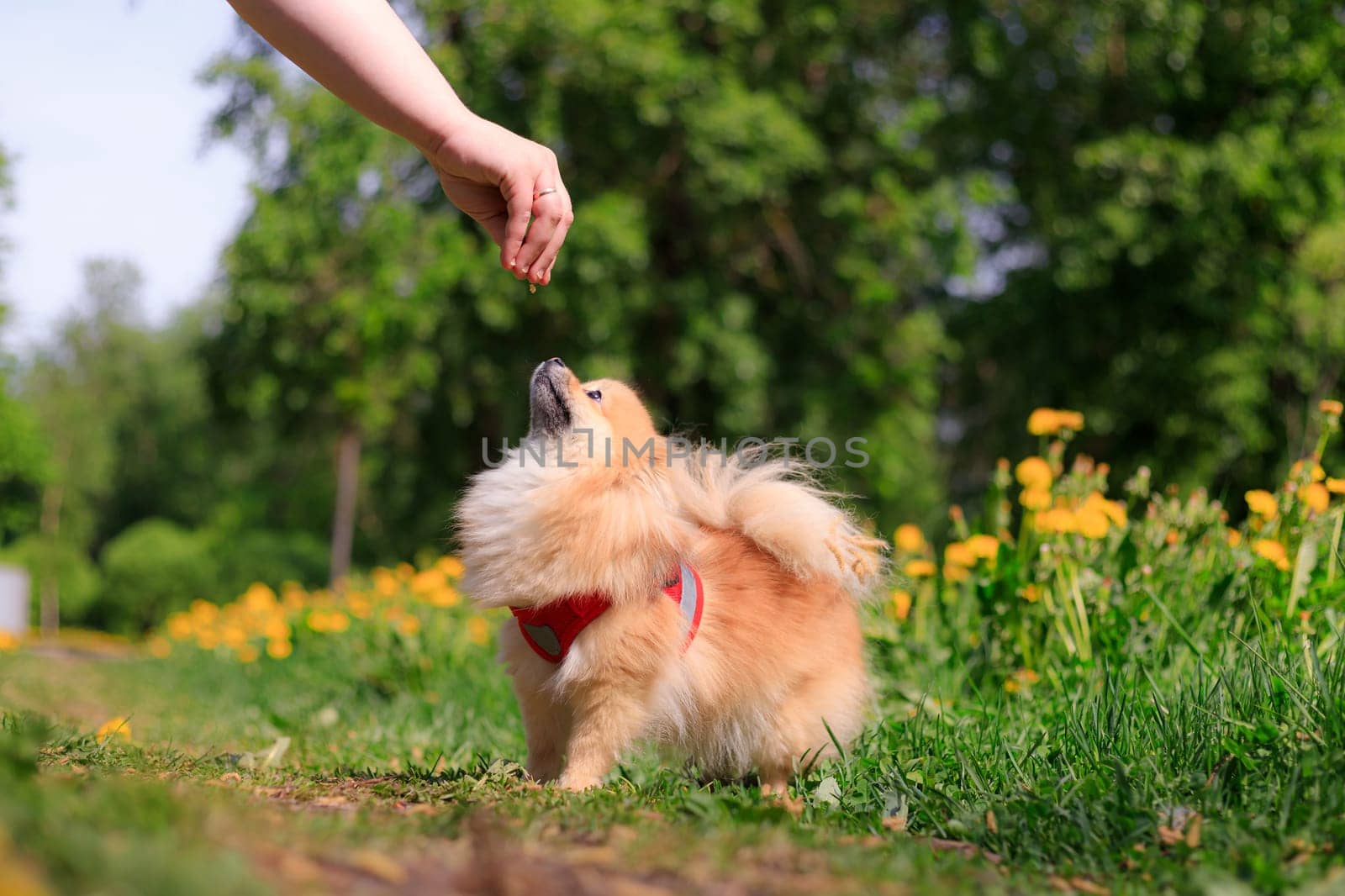 A smiling Pomeranian dog in the grass . A red - haired Pomeranian . A pet on a walk. Photo for the cover . Photo of an animal for printed products . Green grass in the park