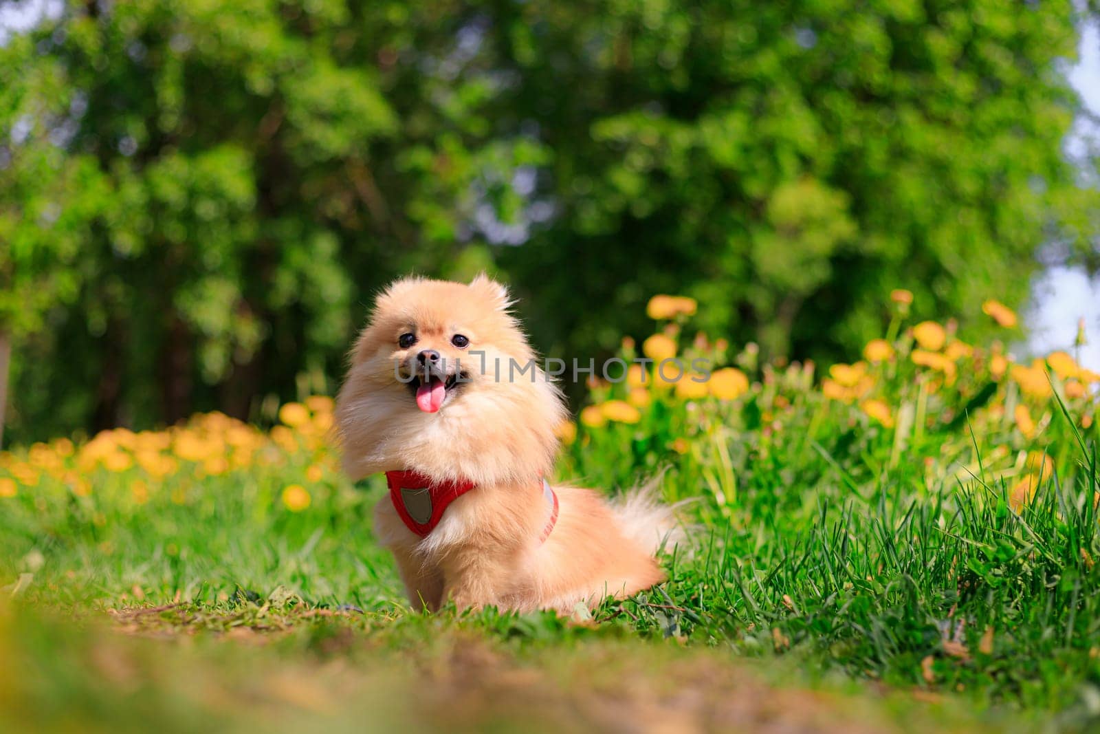 A smiling Pomeranian dog in the grass . A red - haired Pomeranian . A pet on a walk. Photo for the cover . Photo of an animal for printed products . Green grass in the park